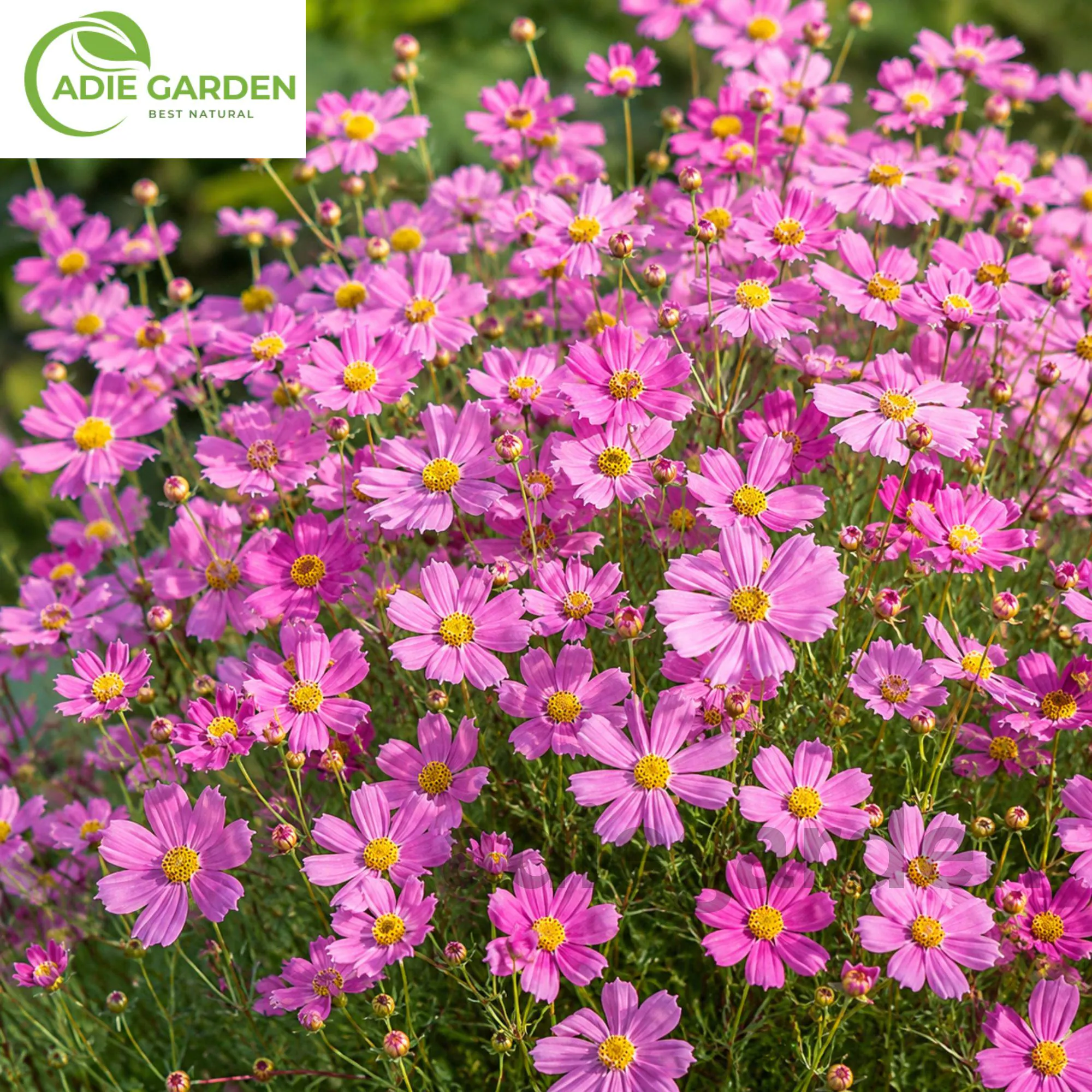 Coreopsis Rosea Seeds, Pink Perennial Flowers, Pollinator Garden Plant, Easy Home Growing, 500 Seeds