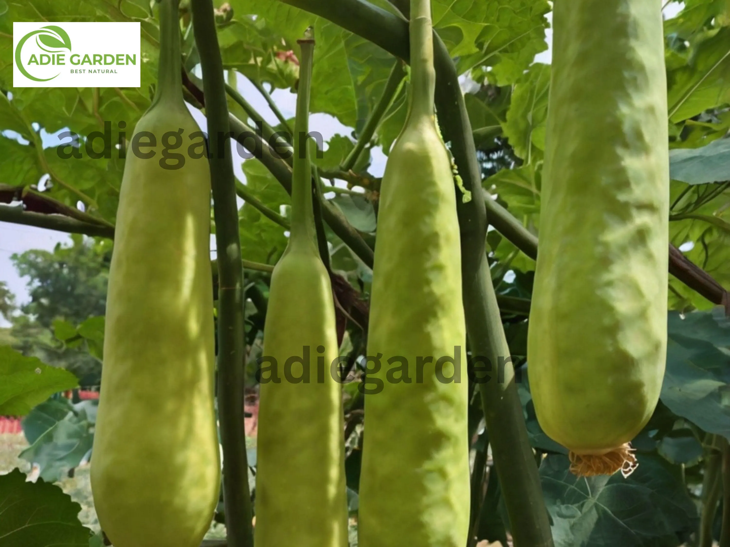 35pcs Long Bottle Gourd Seeds - Non-GMO Calabash Gourd for Planting, Fast-Growing Vegetable for Cooking, Crafting & Decoration