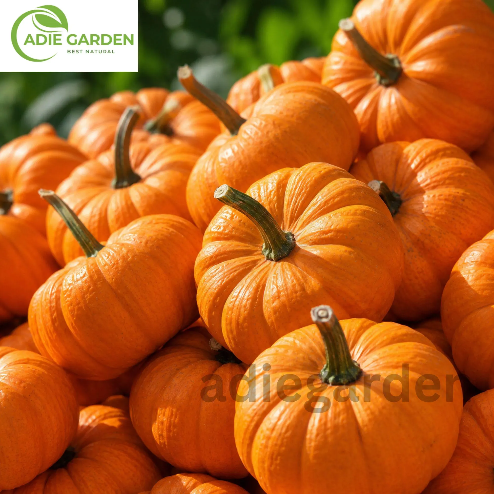 Jack Be Little Pumpkin Seeds | Heirloom Mini Orange Fall Garden Vegetable