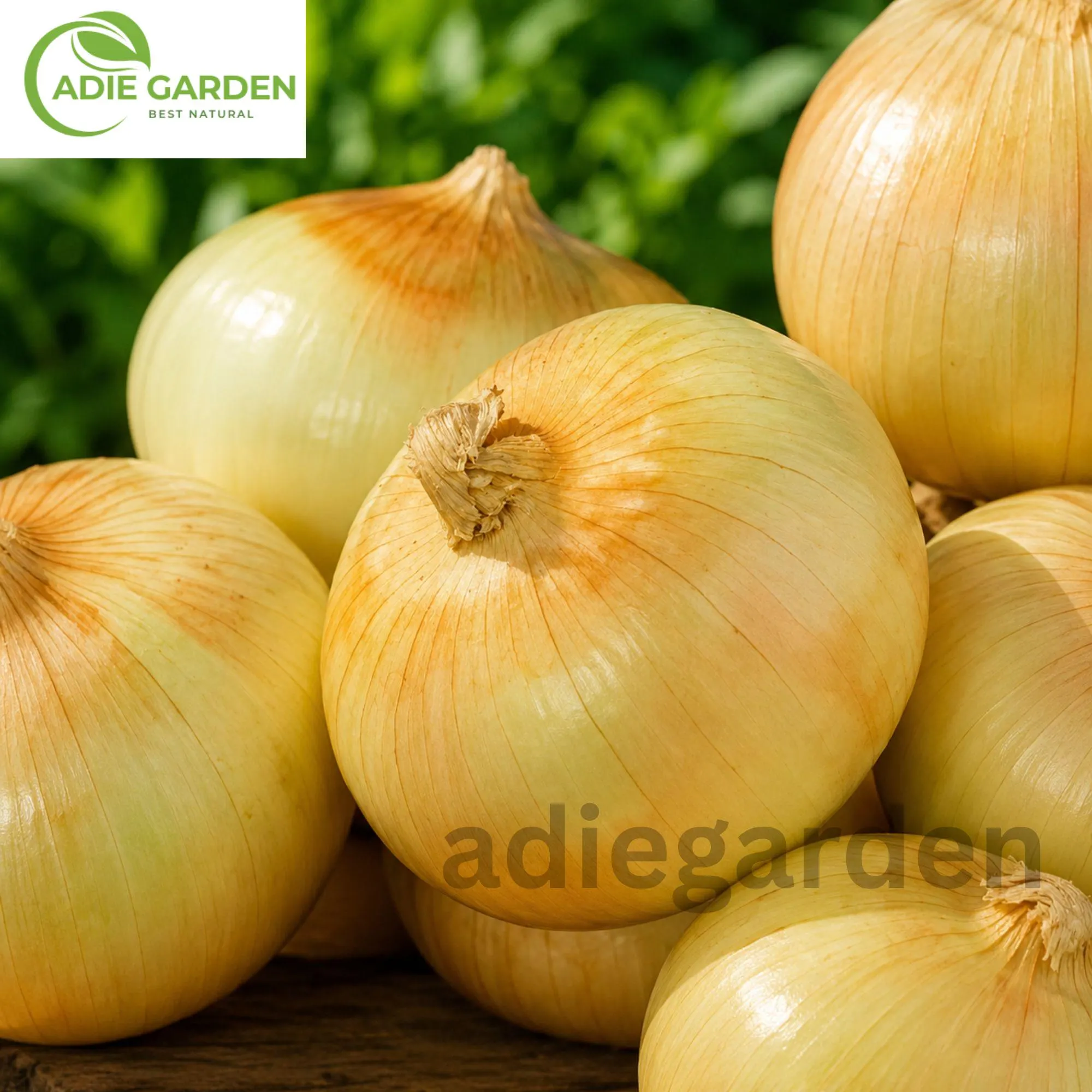 Vidalia Sweet Onion Seeds: Heirloom, Non-GMO Garden Vegetable