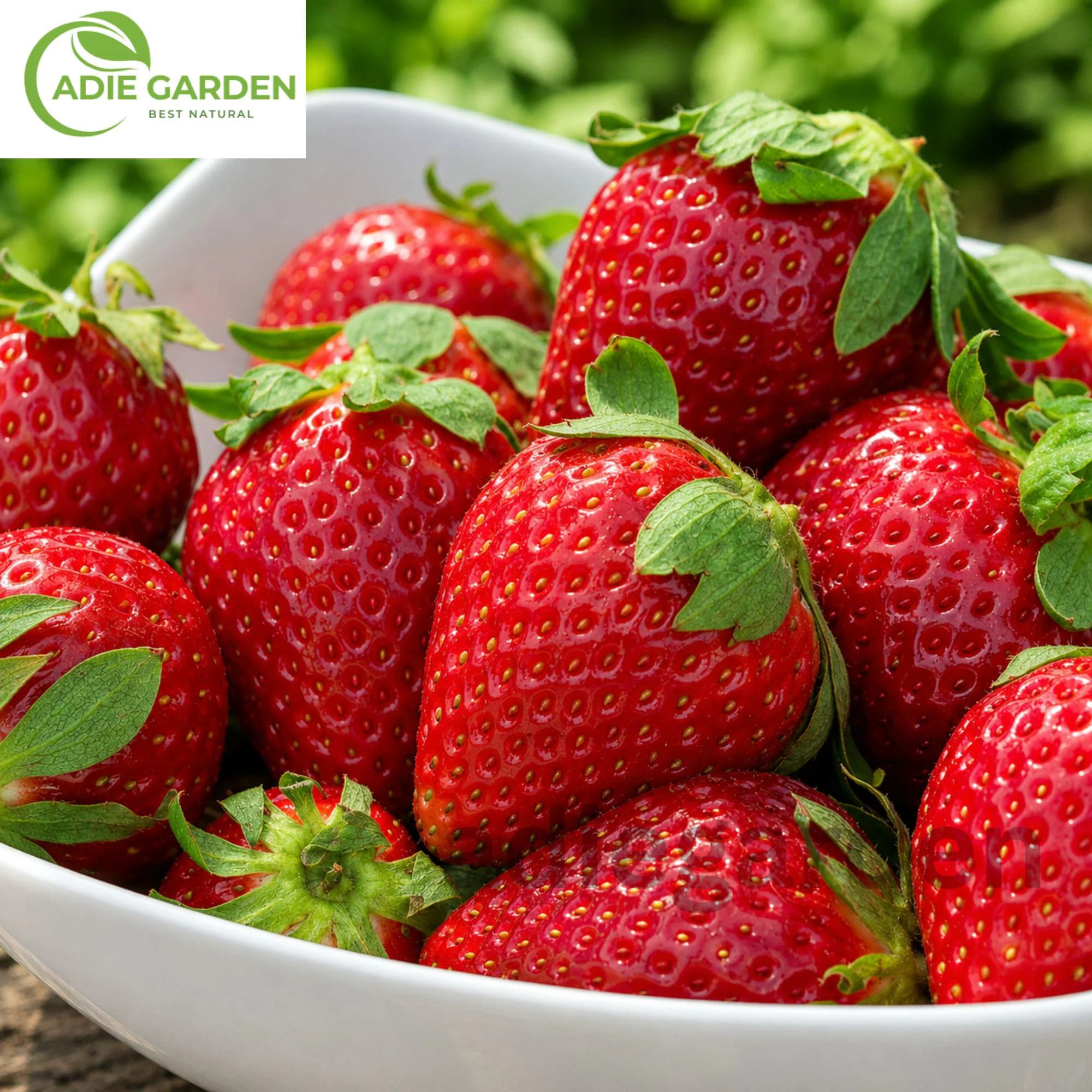 250 Strawberry Seeds Heirloom Sweet Red Fruit Perennial Garden Non-GMO Seeds