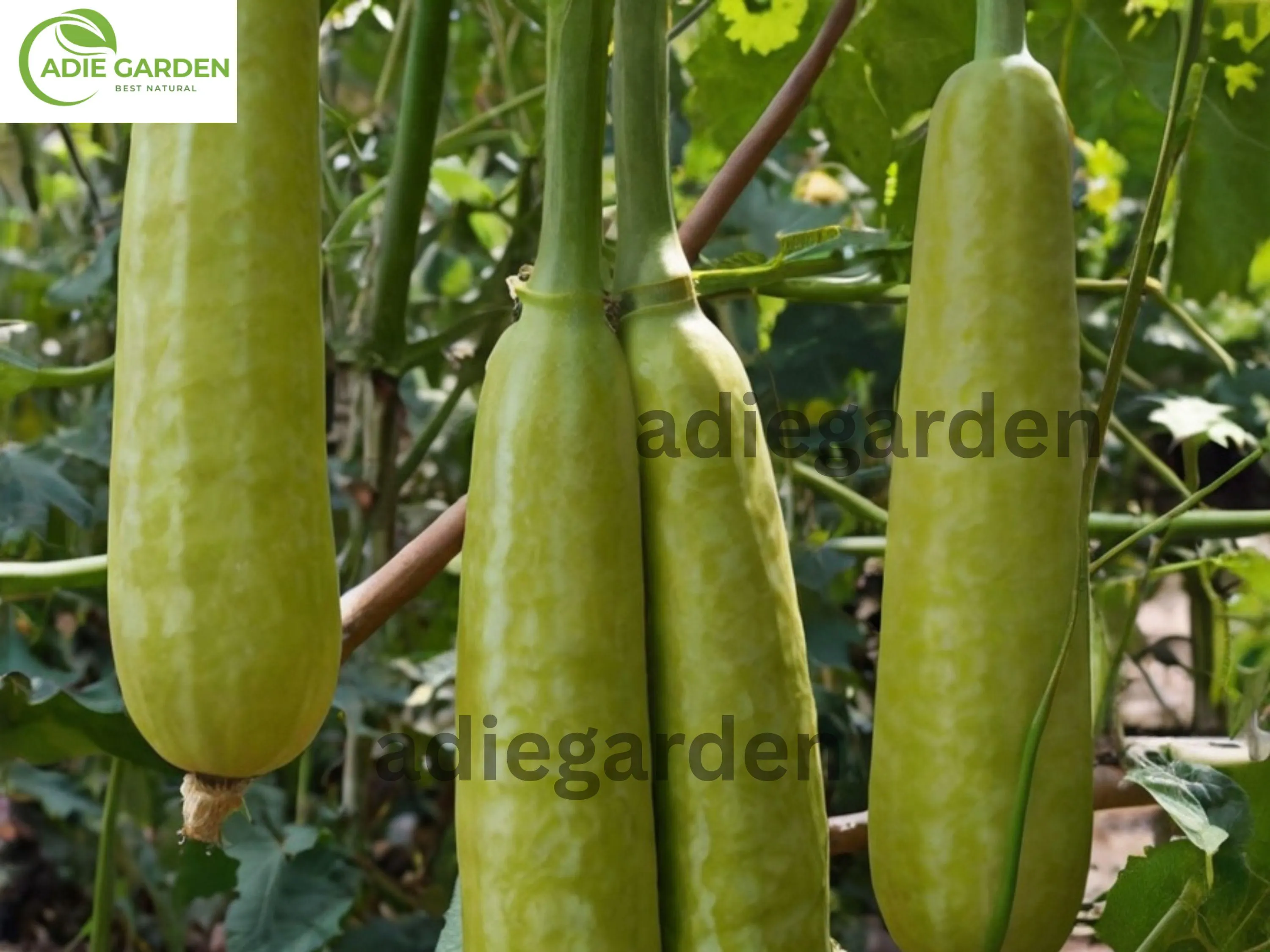35pcs Long Bottle Gourd Seeds - Non-GMO Calabash Gourd for Planting, Fast-Growing Vegetable for Cooking, Crafting & Decoration
