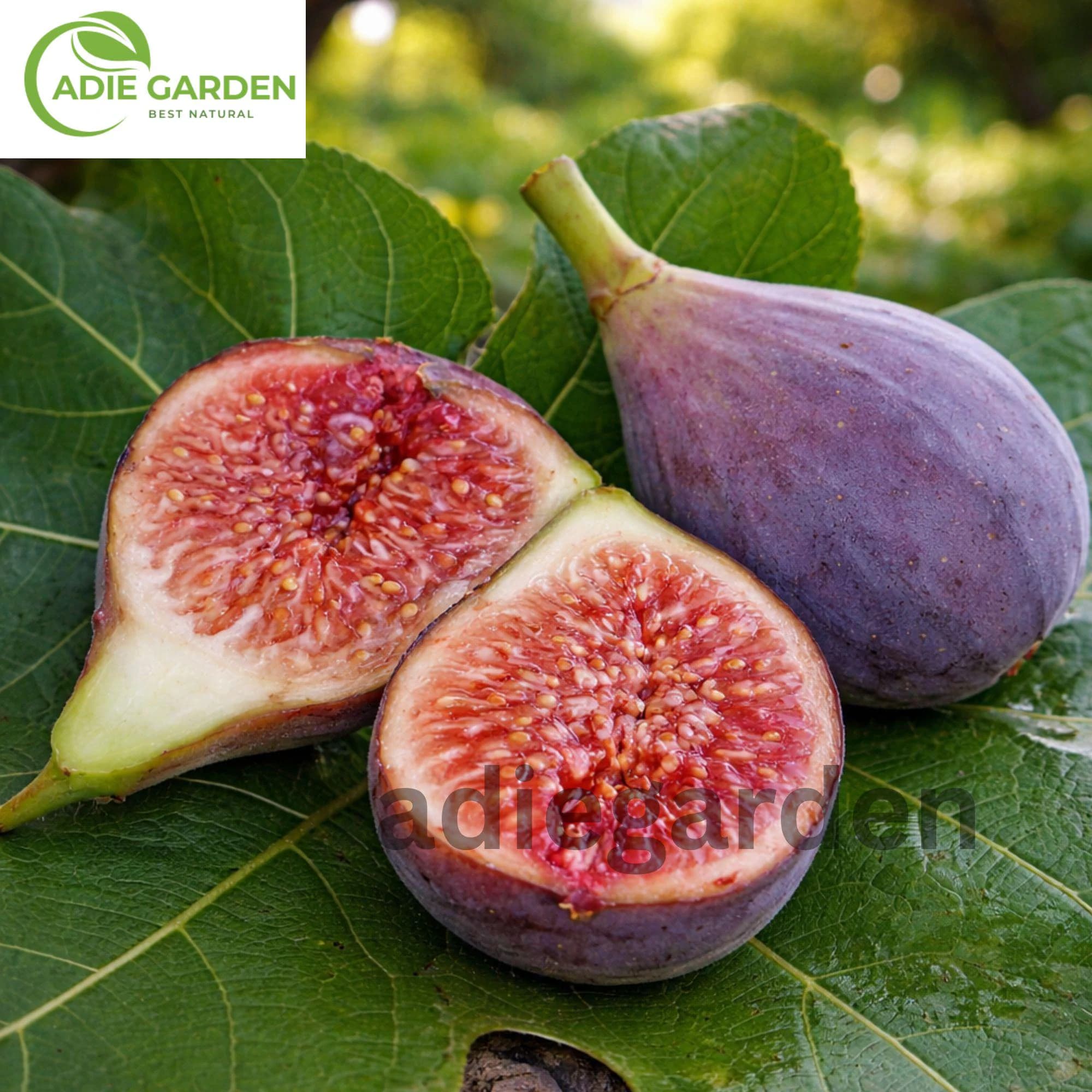 Fig Tree 30 Seeds | Ficus carica | Sweet Fruit Shrub | 99% Purity Non-GMO Heirloom Seeds