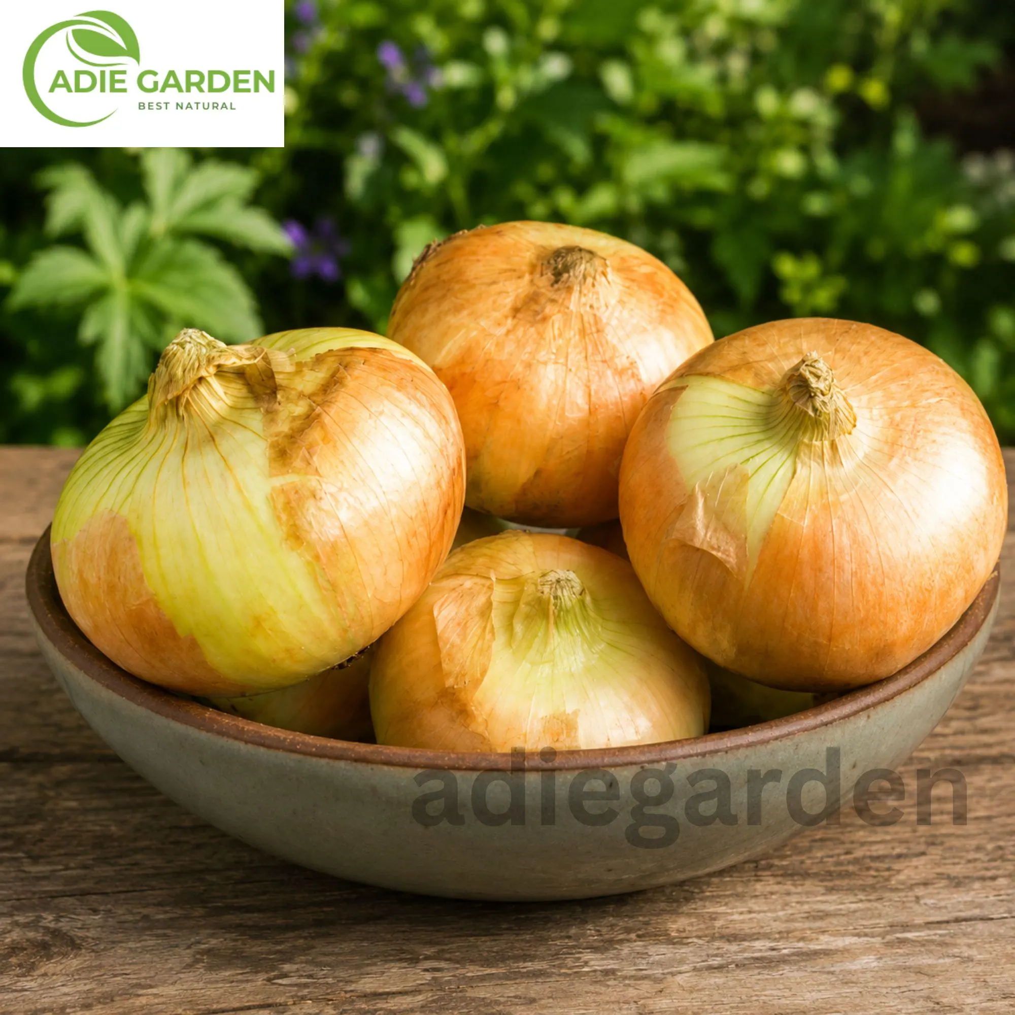 Vidalia Sweet Onion Seeds Heirloom Non-GMO Long Day Onion Garden Vegetable Seeds