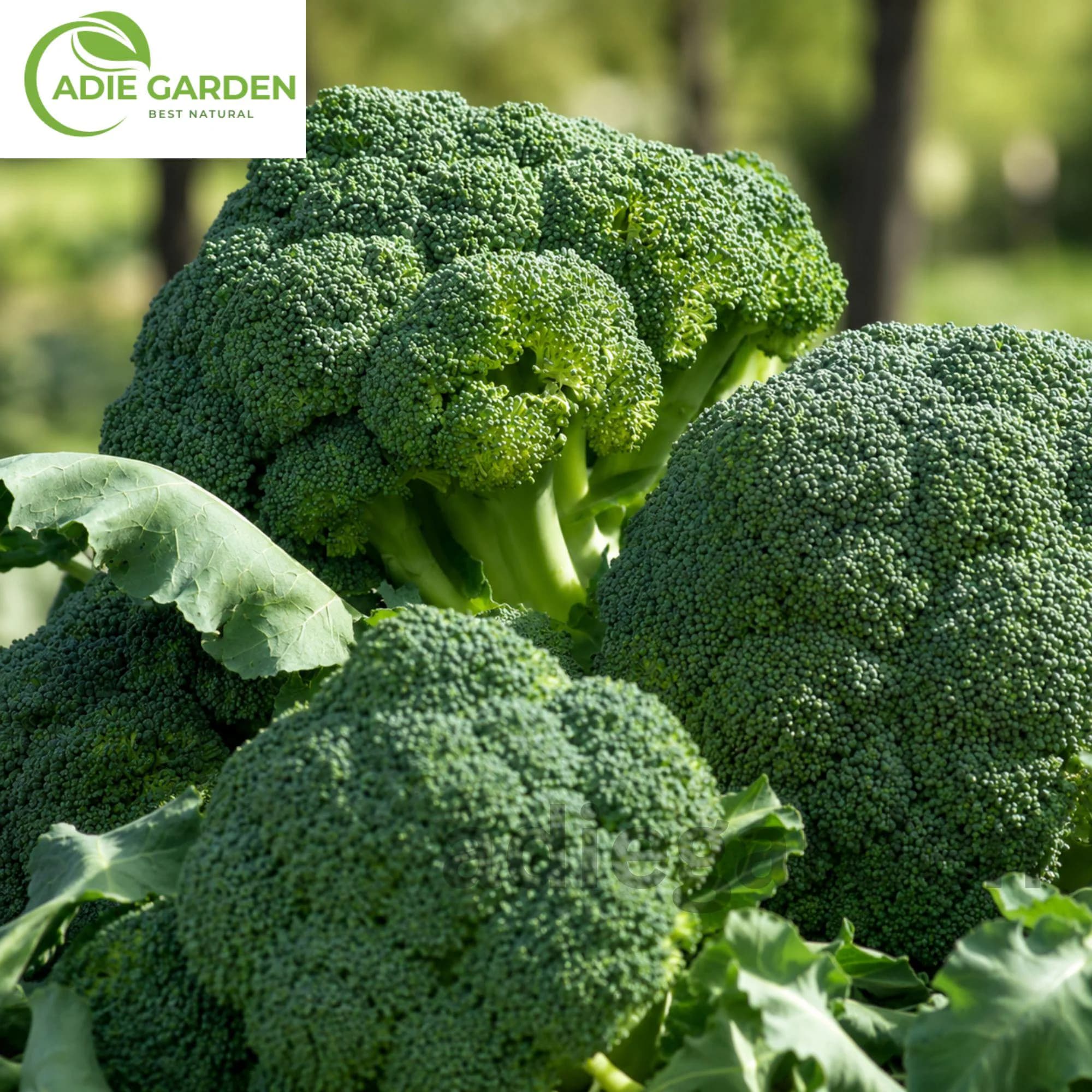 Waltham 29 Broccoli Seeds Heirloom Non-GMO Brassica Garden Vegetable Seeds