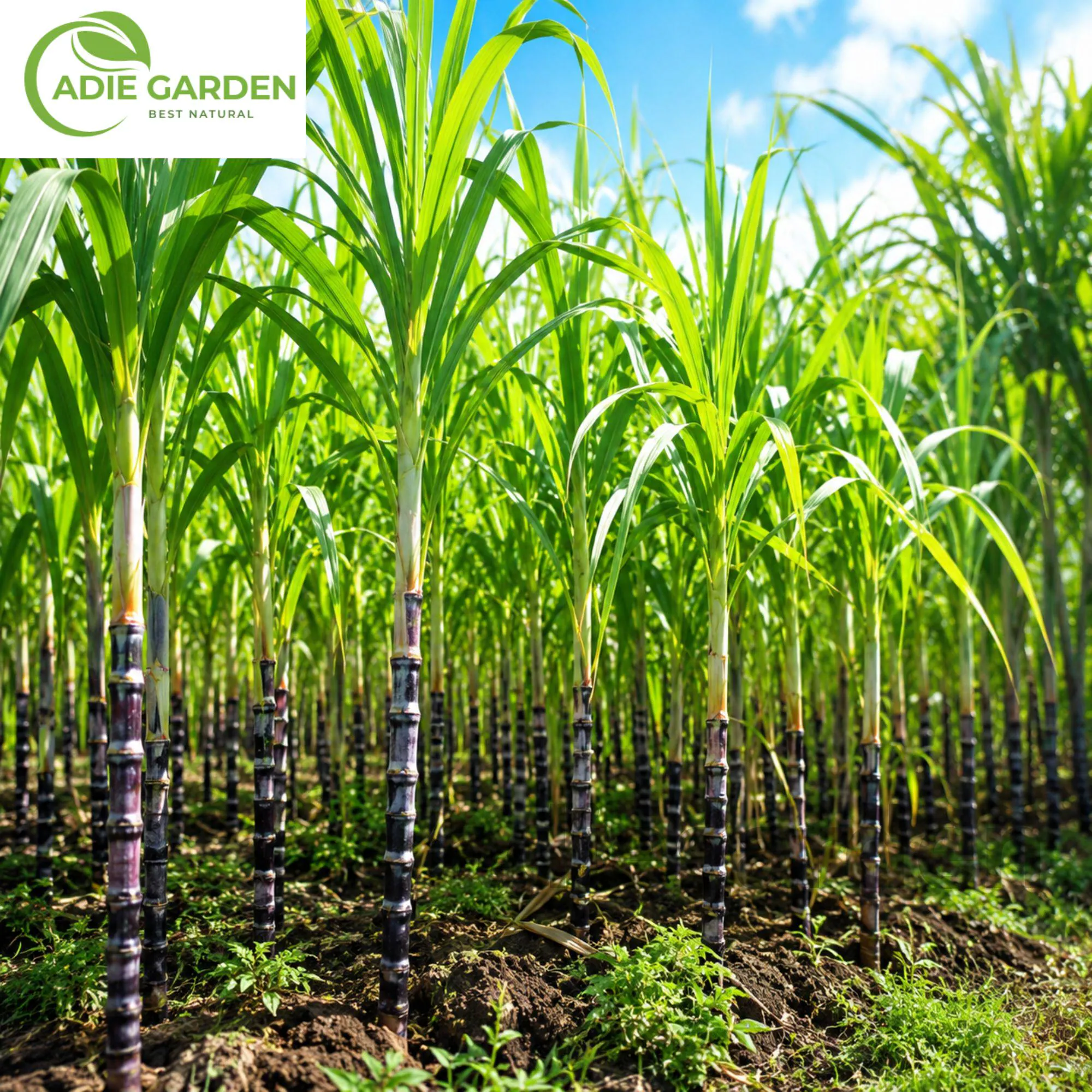 200 Green Sugarcane Seeds | Heirloom Tropical Perennial Grass Garden Seeds