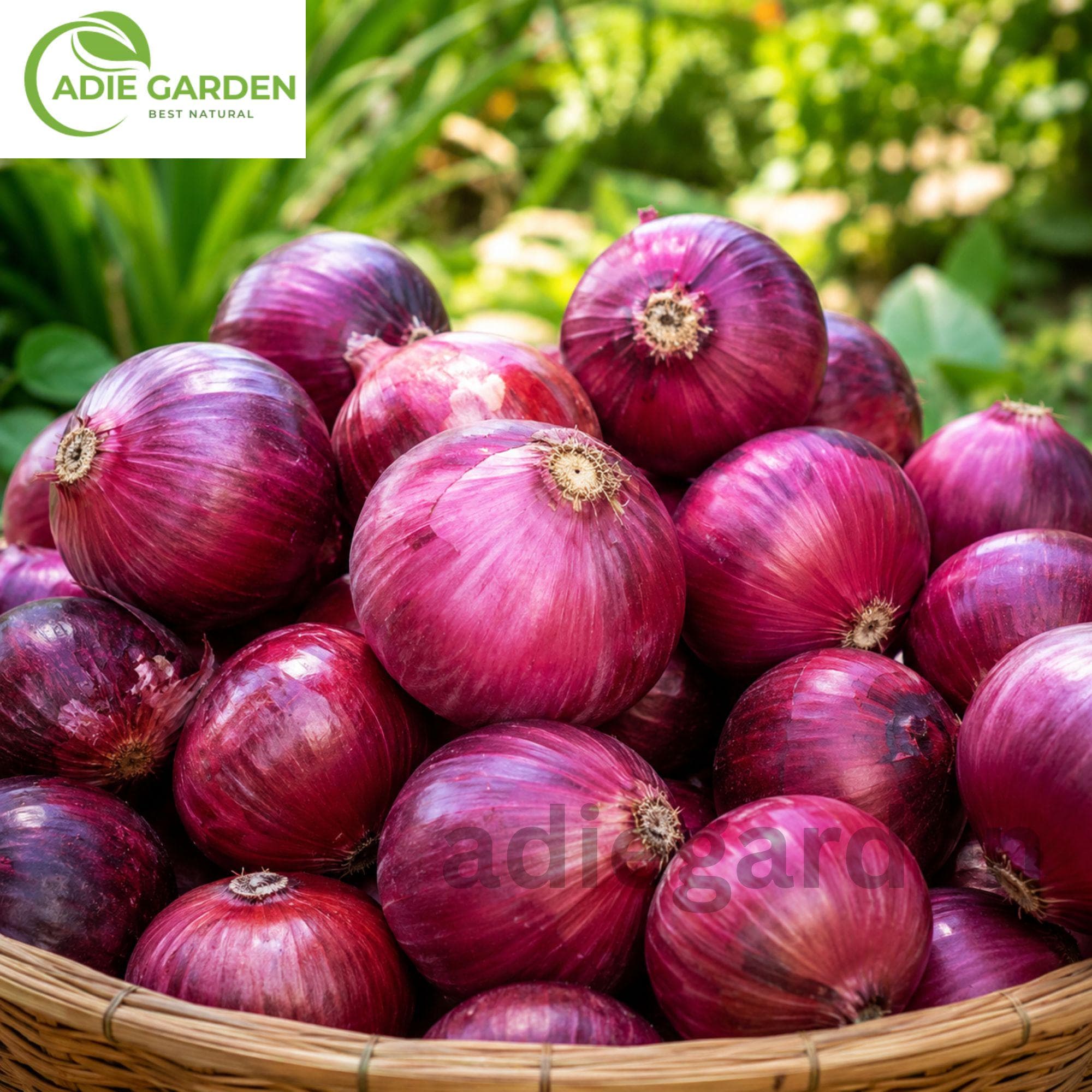 Red Creole Onion Seeds Heirloom Non-GMO Red Onion Garden Vegetable Seeds