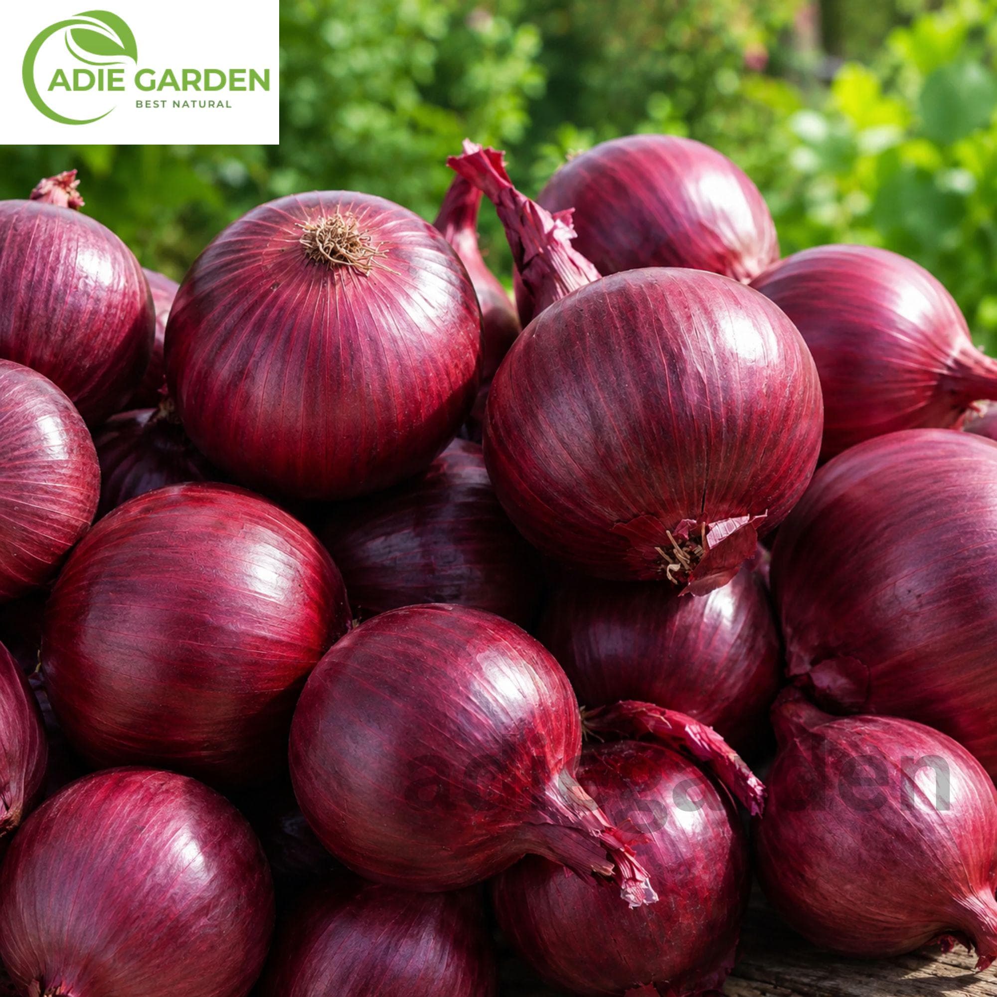Red Creole Onion Seeds Heirloom Non-GMO Red Onion Garden Vegetable Seeds