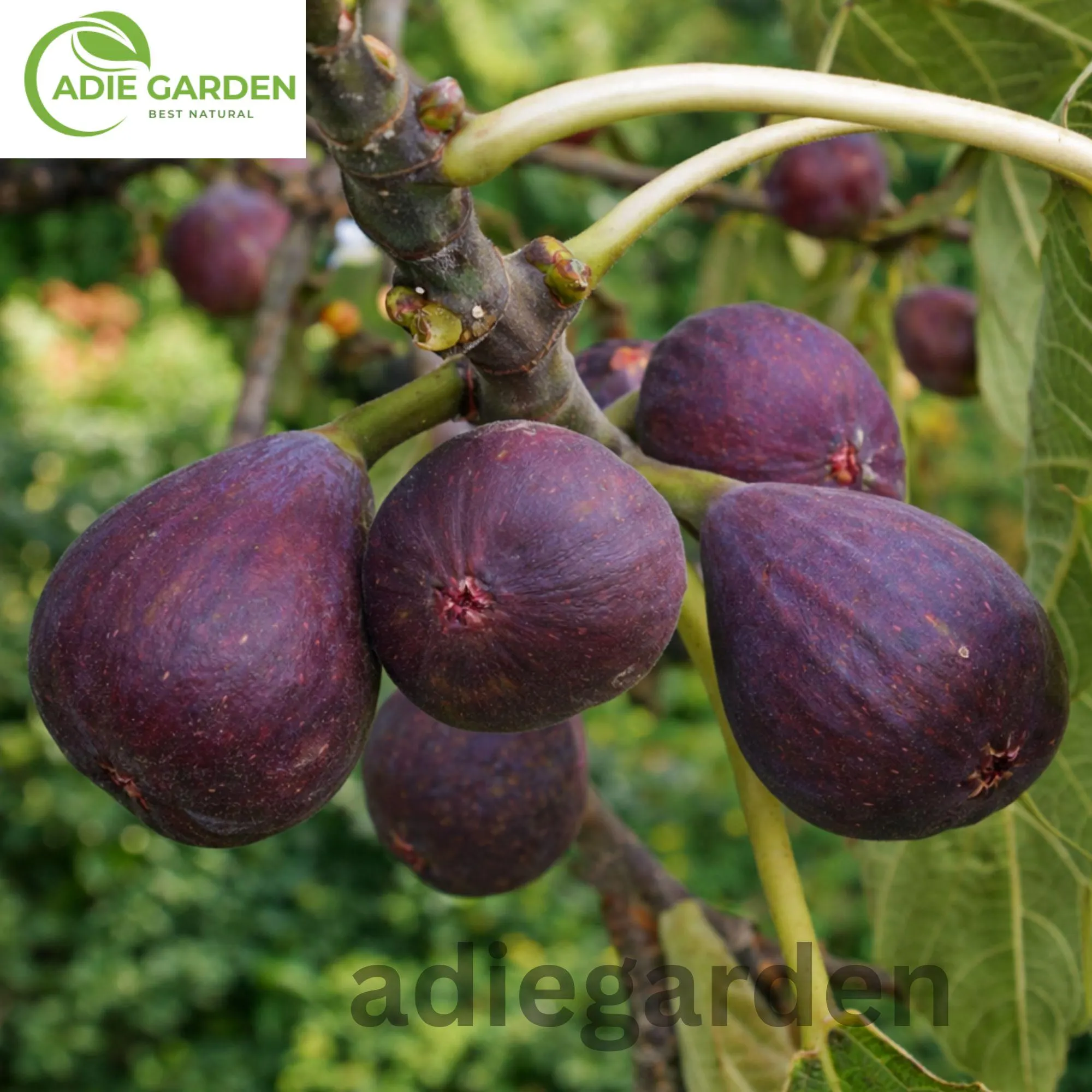 Fig Tree 30 Seeds | Ficus carica | Sweet Fruit Shrub | 99% Purity Non-GMO Heirloom Seeds
