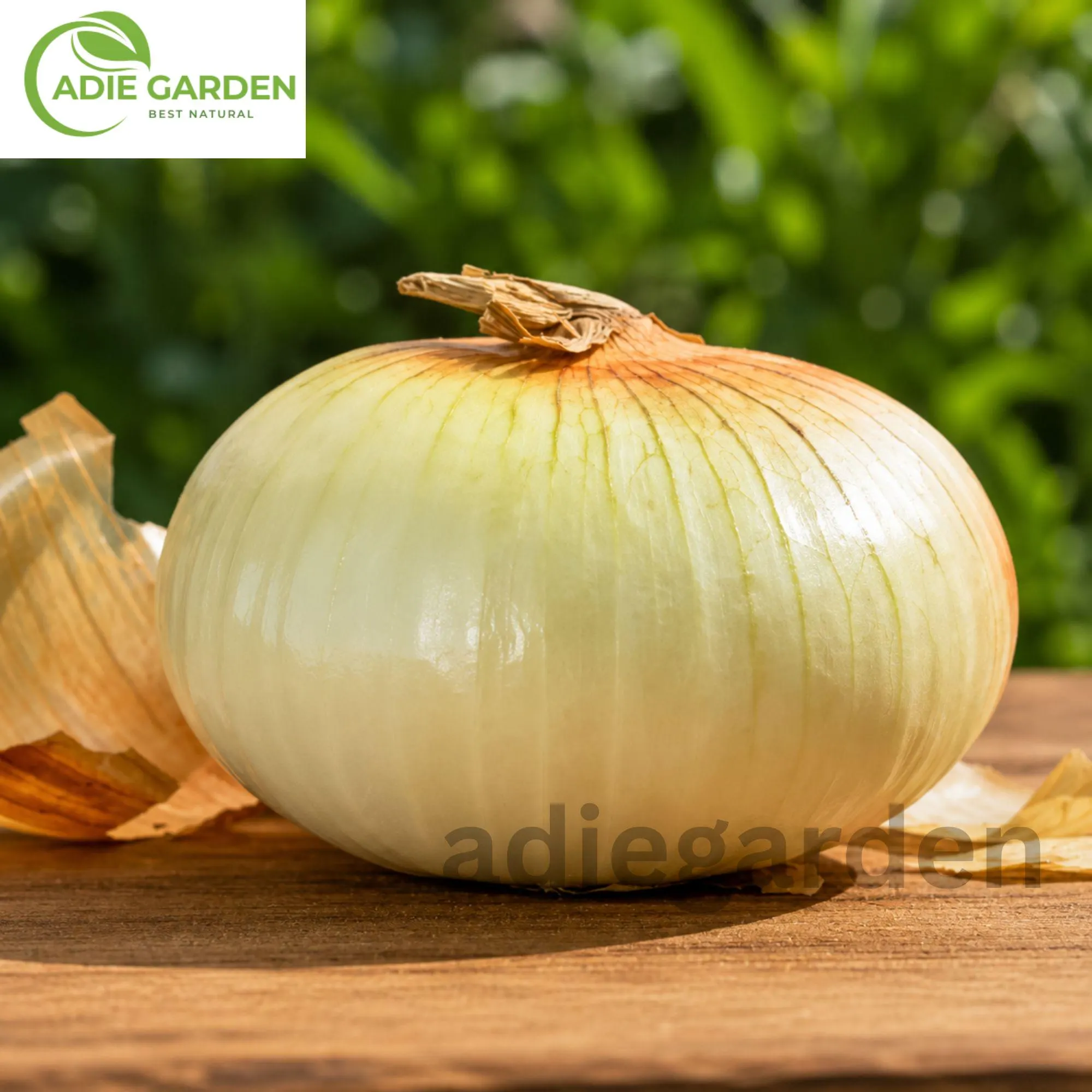 Vidalia Sweet Onion Seeds Heirloom Non-GMO Long Day Onion Garden Vegetable Seeds
