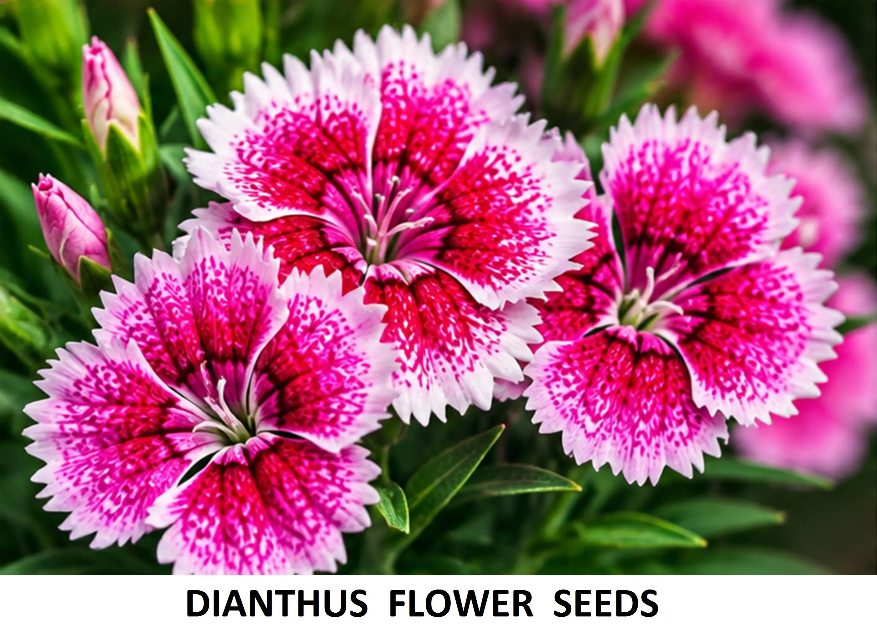300+ Dianthus Flower Seeds 5g Pack – Mixed Color Sweet William Seeds, Fragrant Garden Flowers - image 3