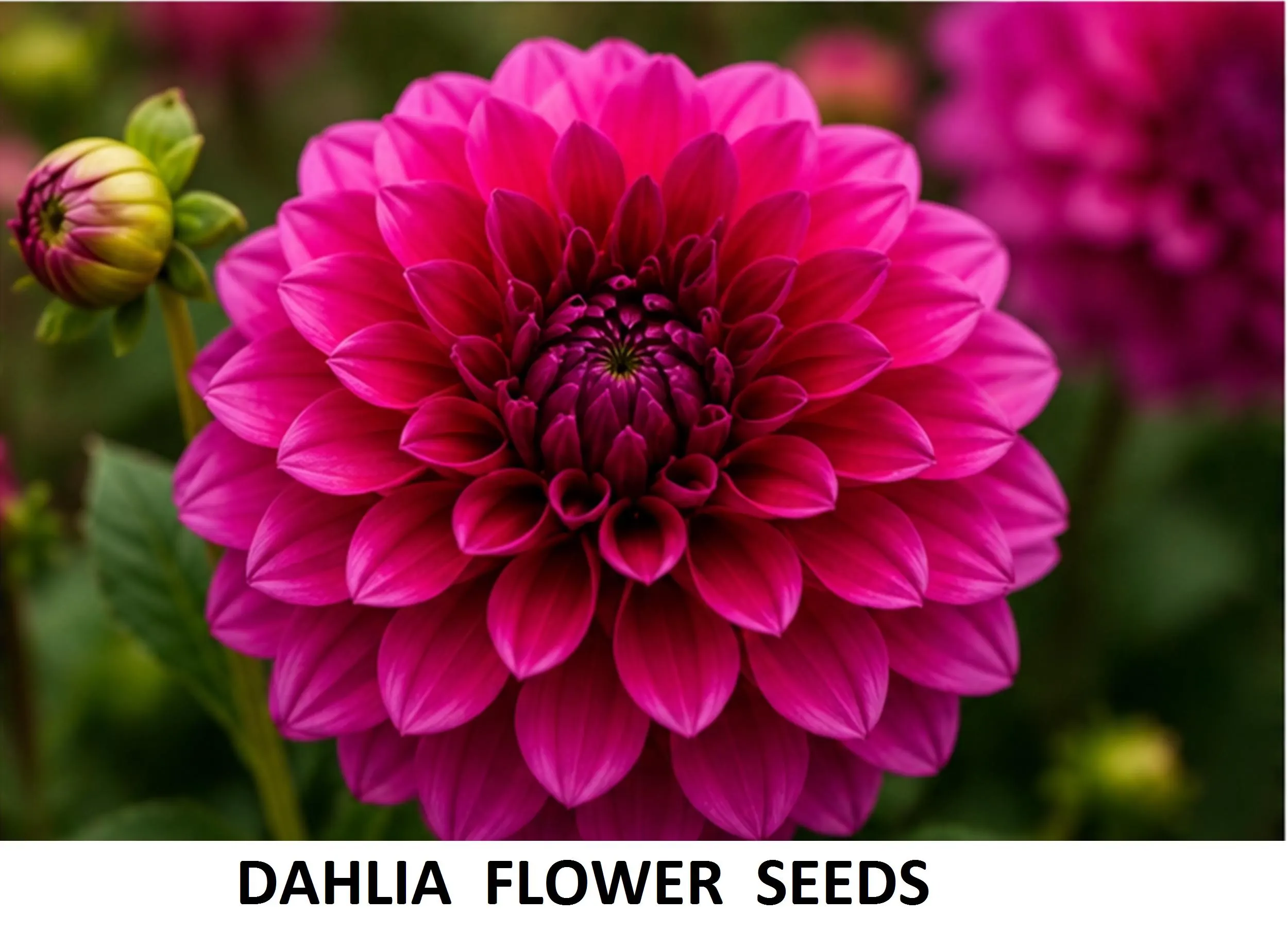 50+ Dahlia Flower Seeds 5g Pack – Mixed Colors, Blooming Garden Flowers - image 3