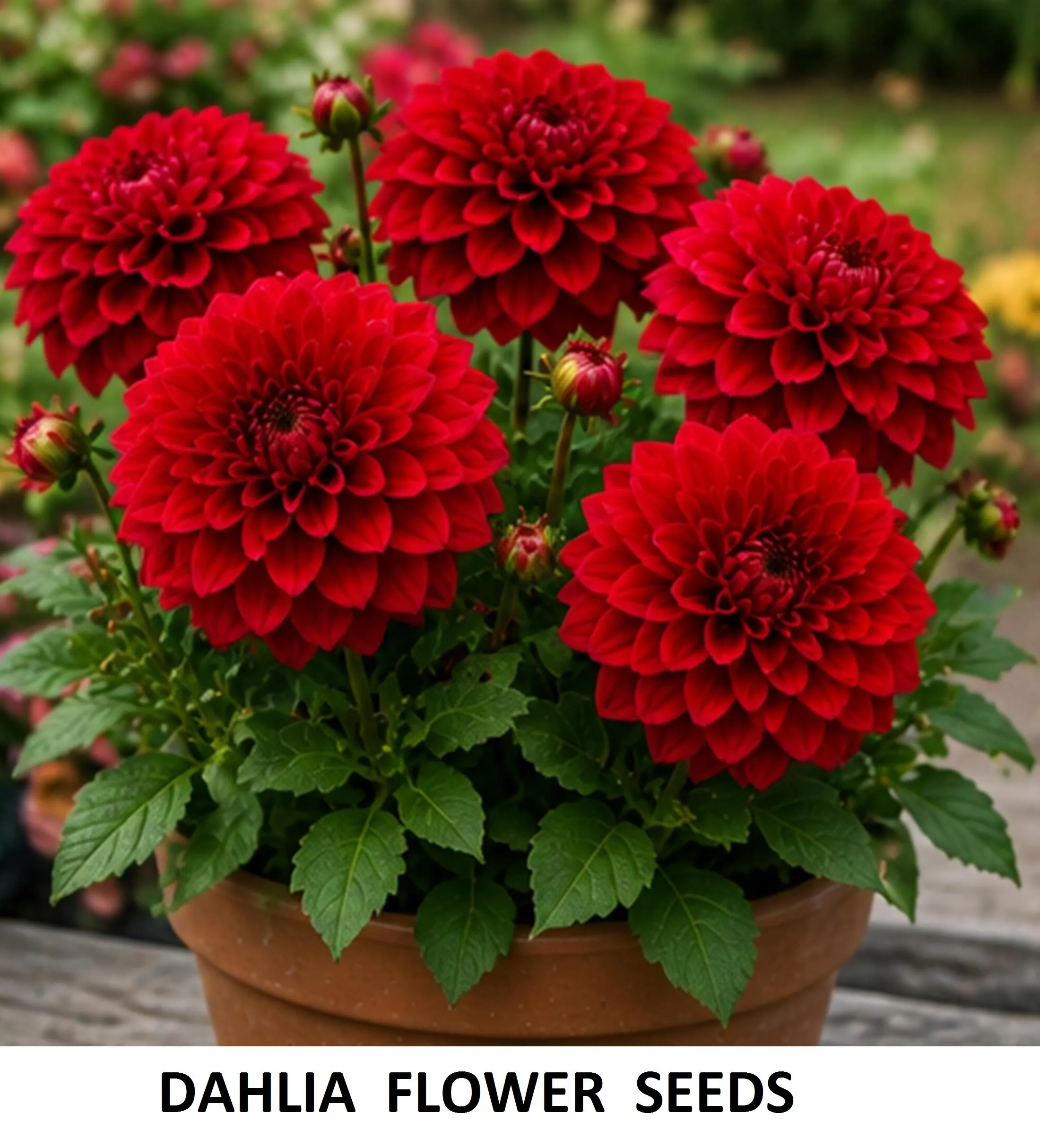 50+ Dahlia Flower Seeds 5g Pack – Mixed Colors, Blooming Garden Flowers - image 5