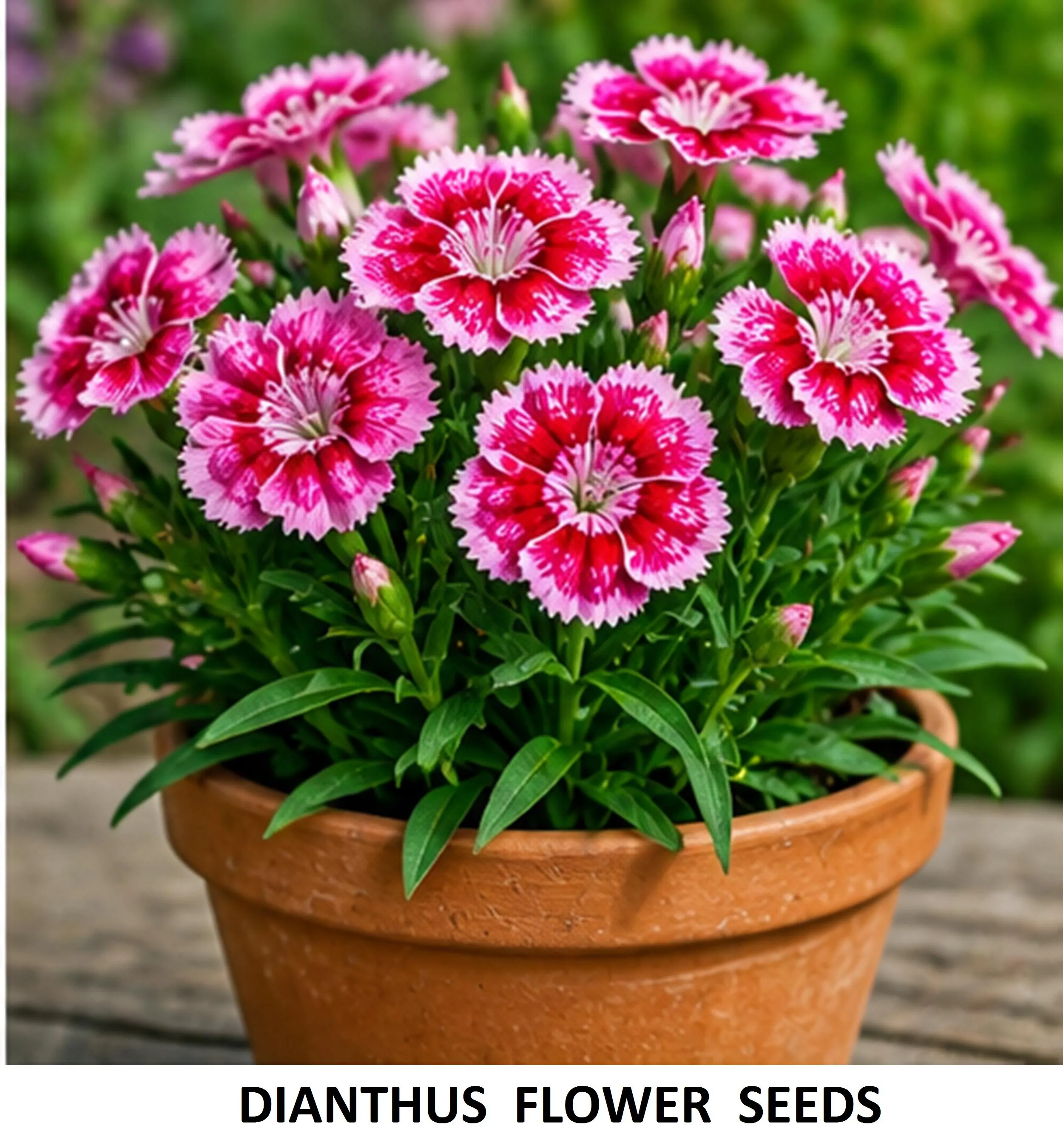 300+ Dianthus Flower Seeds 5g Pack – Mixed Color Sweet William Seeds, Fragrant Garden Flowers - image 5