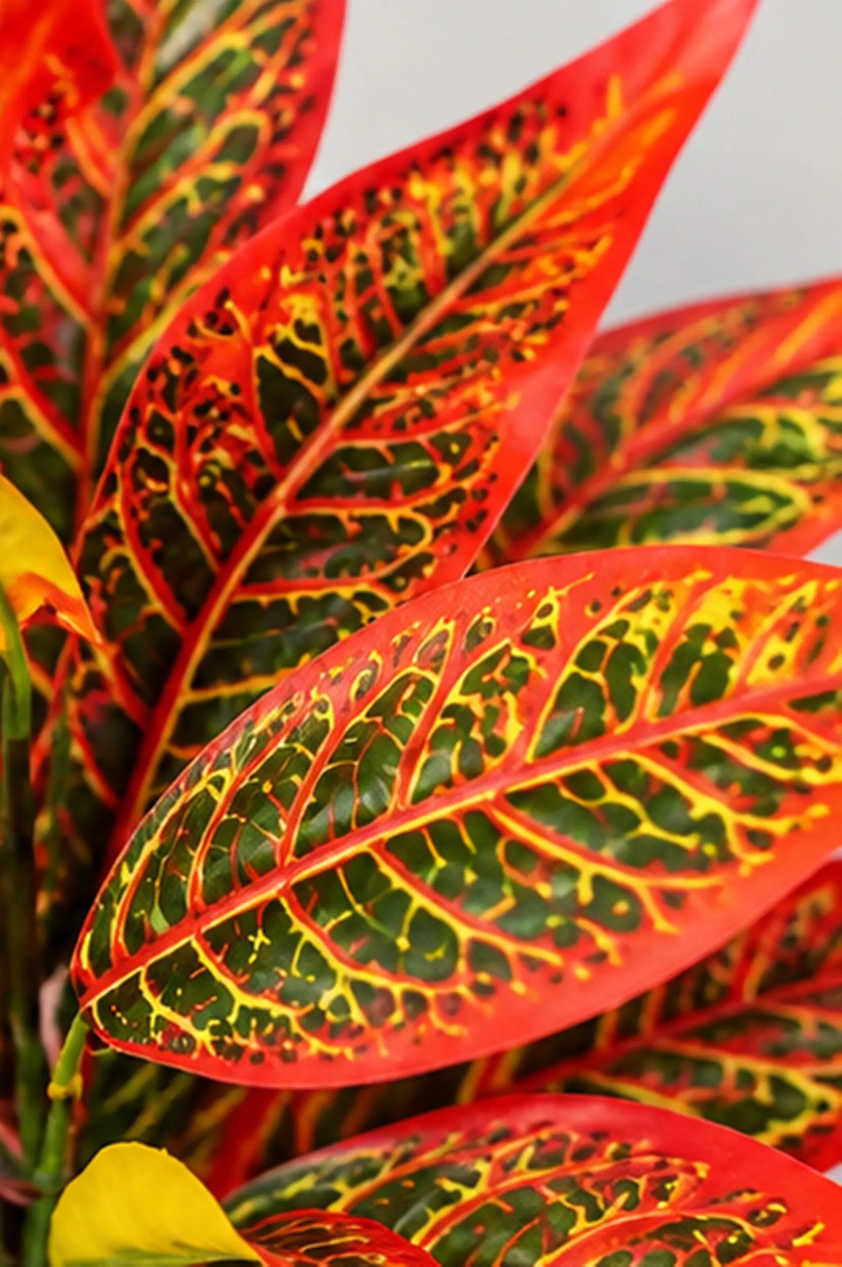 Large Artificial Red Croton Tree Without vase, Fake Tropical Foliage, Home Office Decor - image 4