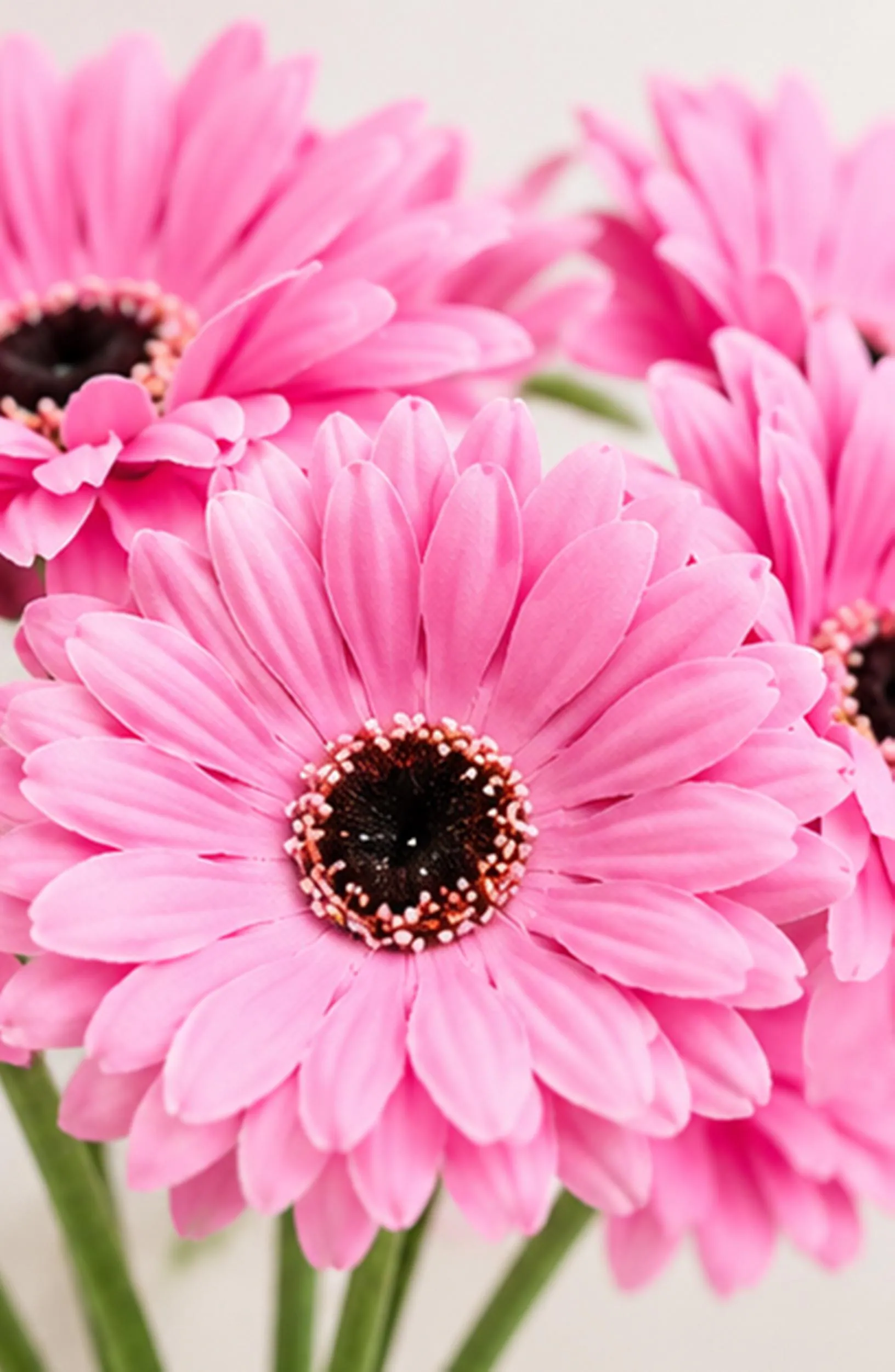 6 Stick Pink Artificial Daisy Bouquet, Silk Floral Arrangement, Fake Home Decor Bouquet - image 4