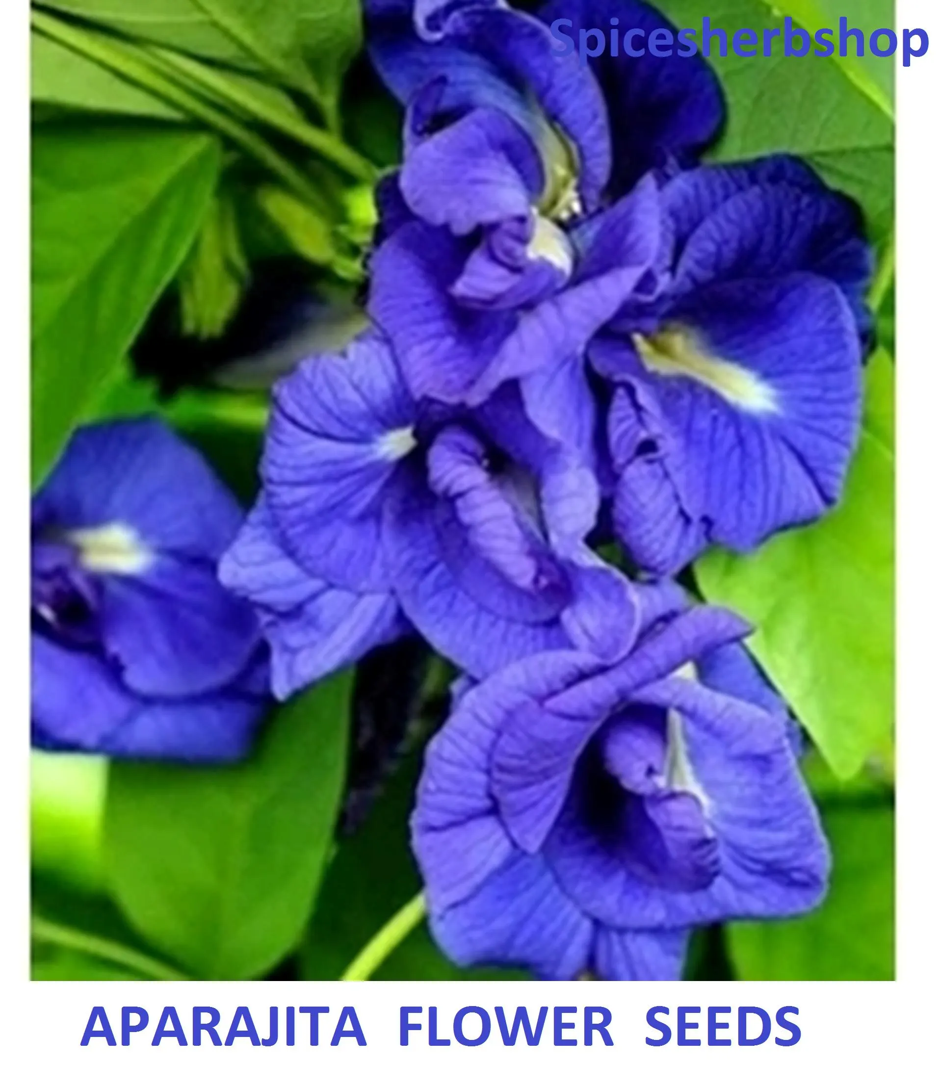25+ Seeds Aparajita Seeds Butterfly Pea Flower Tea Plant Edible Seed Garden Climber