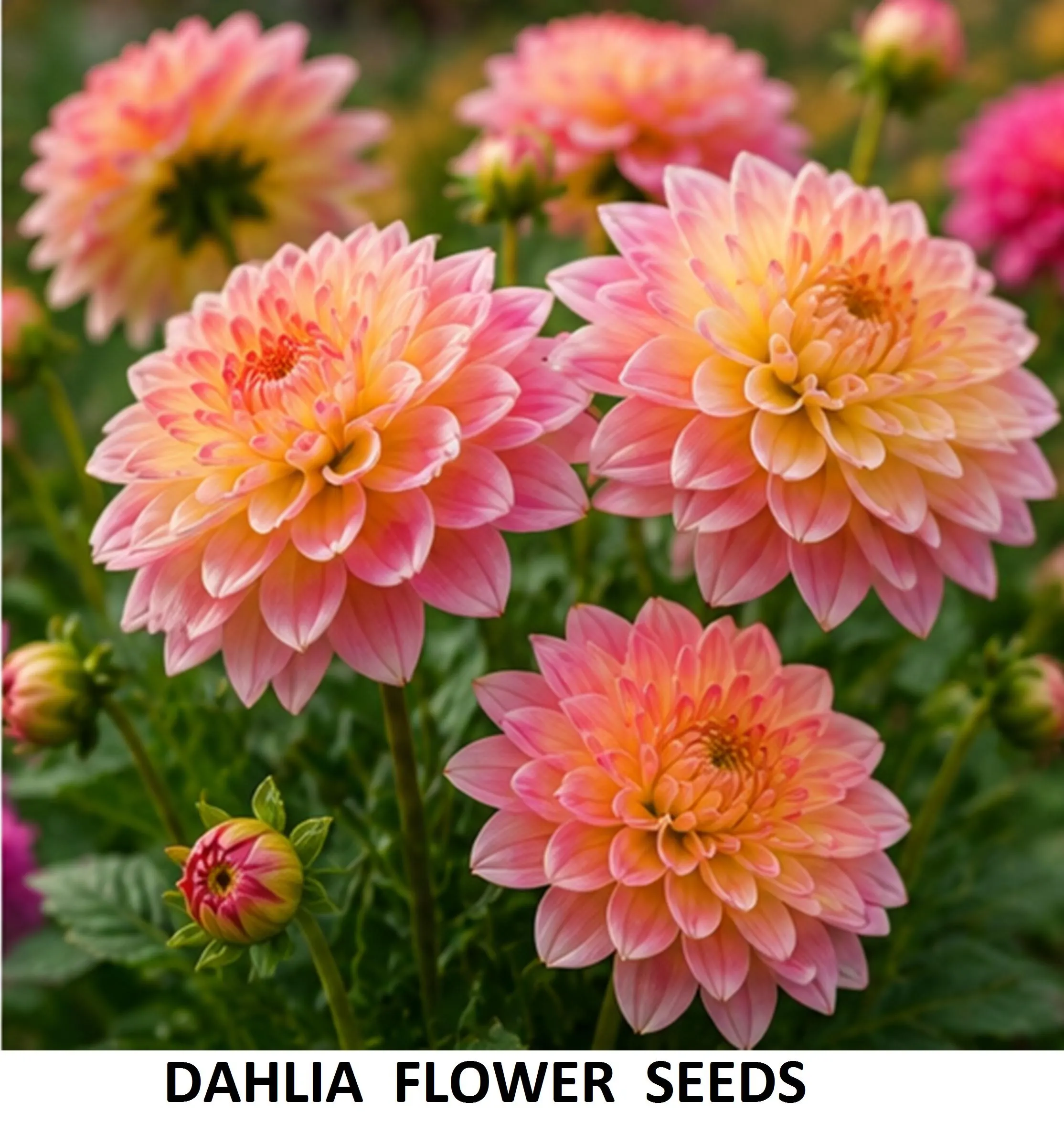 50+ Dahlia Flower Seeds 5g Pack – Mixed Colors, Blooming Garden Flowers - image 4