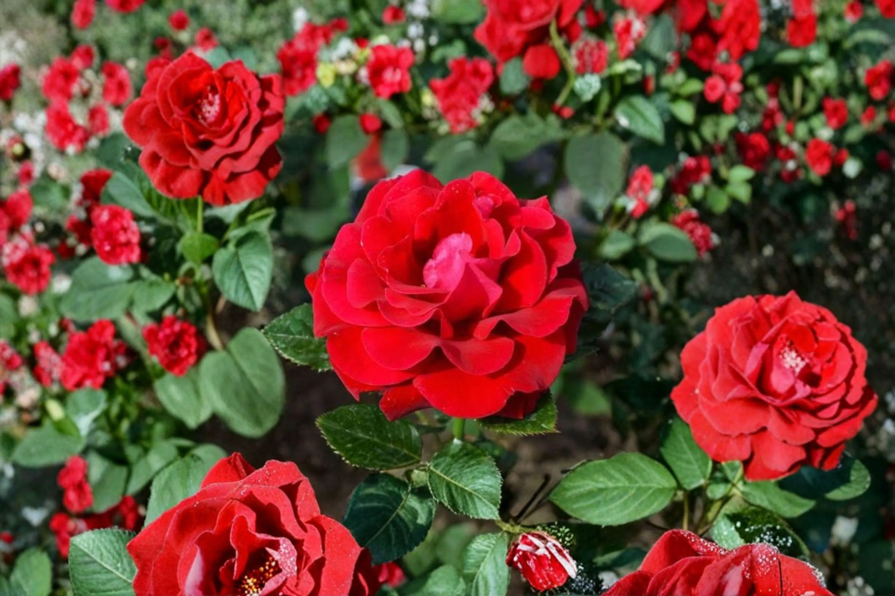 OPENING NIGHT Hybrid Tea Rose – 5 Gal. Live Plant | Large Rich Red Blooms - image 4
