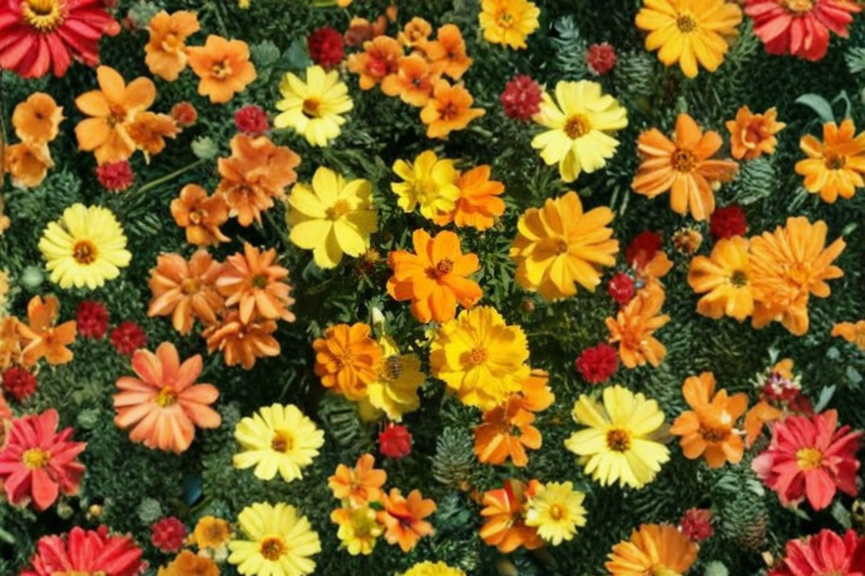 Dwarf Orange Cosmos – Cosmos sulphureus Flower | 100 Seeds | Bright Compact Blooms - image 3