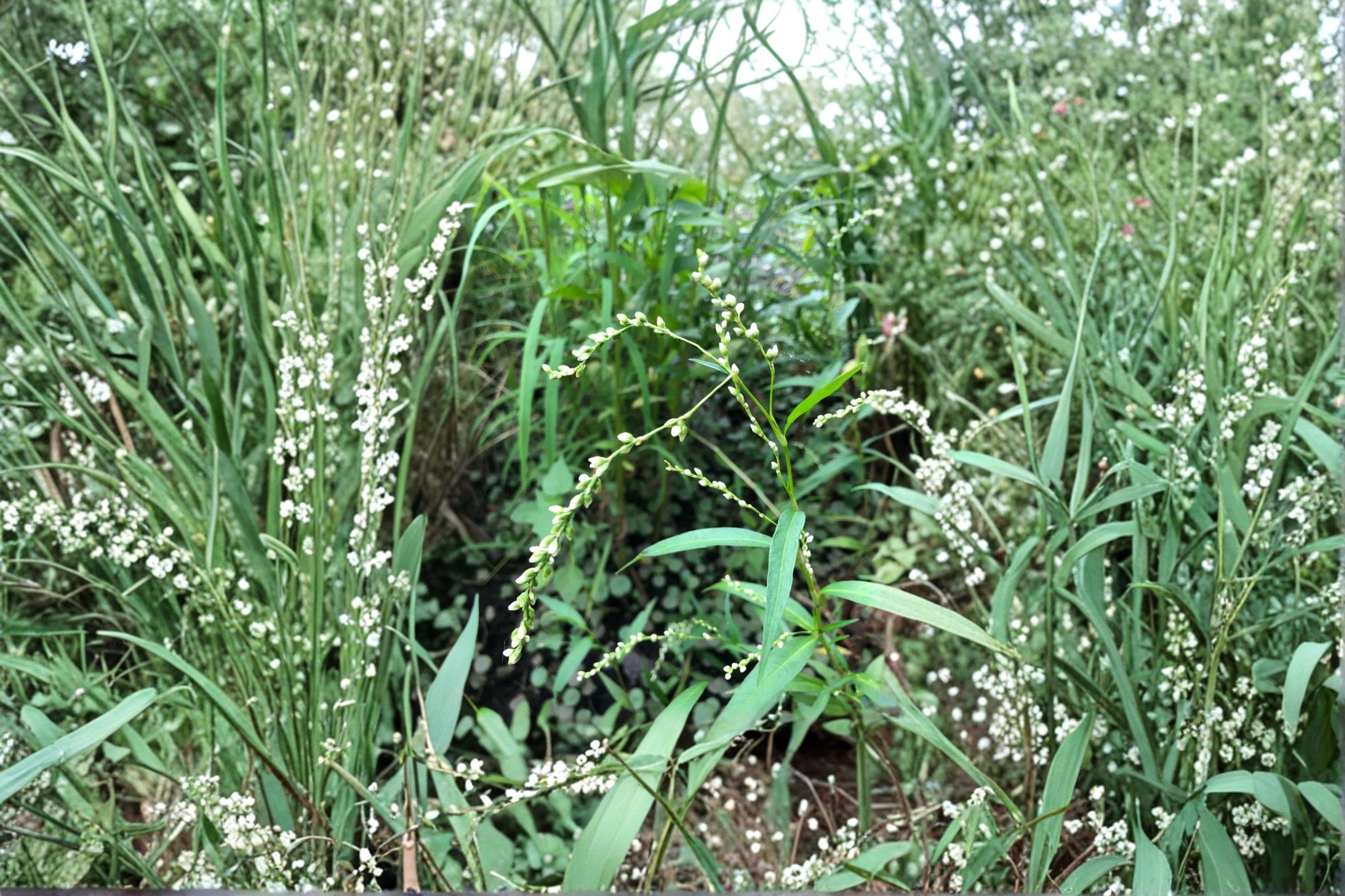 Dotted Smartweed – Persicaria punctata, Native Annual Wildflower | Moist Soil Plant (30 Seeds) - image 3