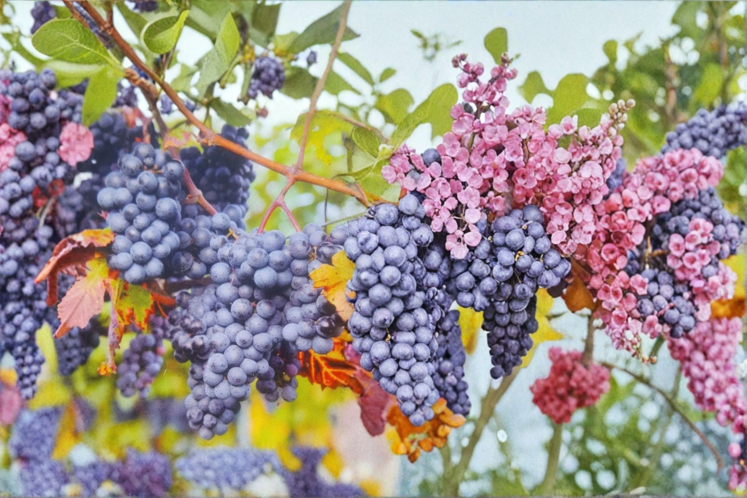 VENUS BLUE Grape Vine – 1 Gallon Live Plant | Sweet Blue Grapes for Home Garden