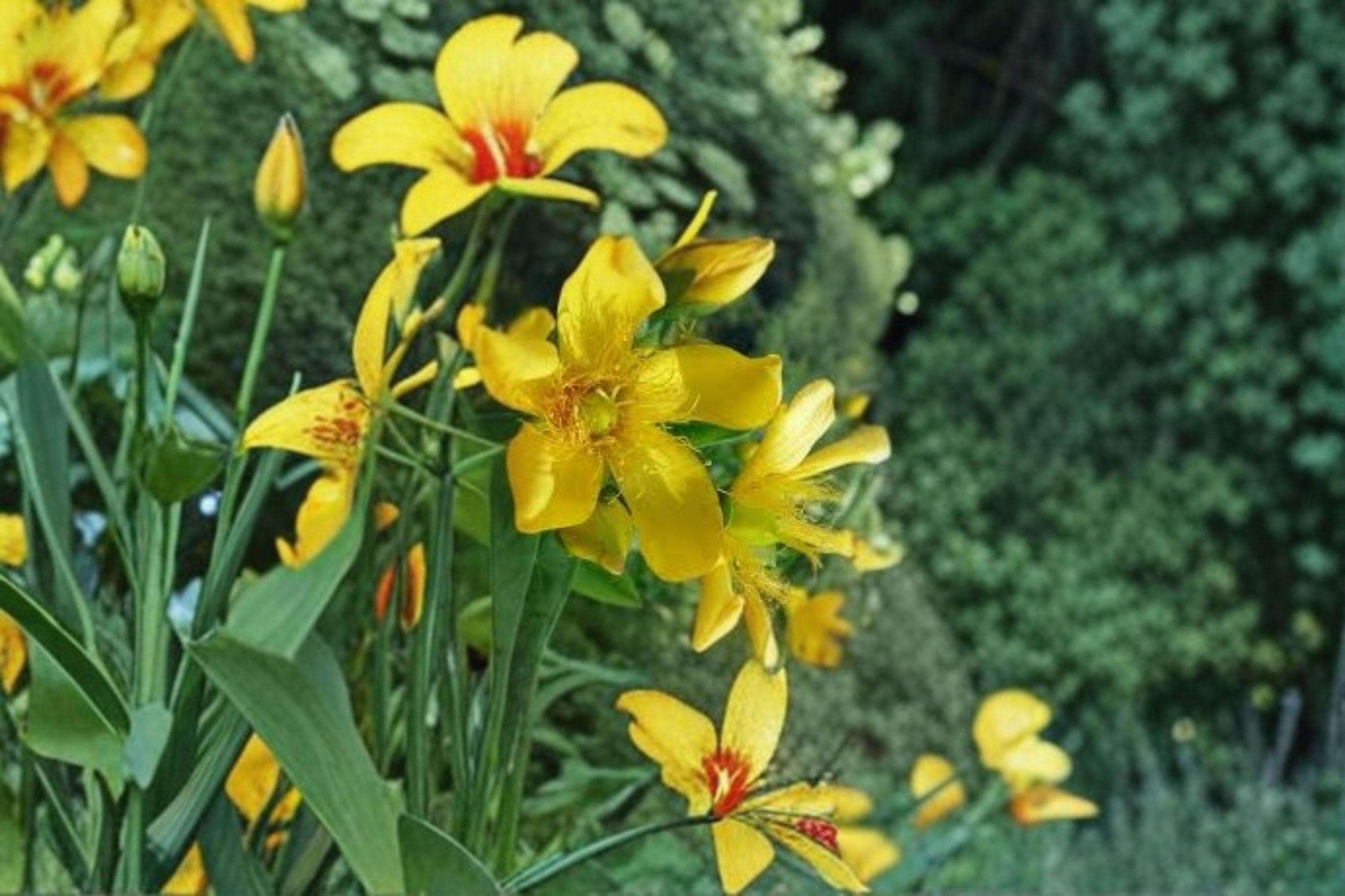 St. John's Wort Seeds – Native Hypericum, Showy Yellow Blooms (500 Seeds) - image 3