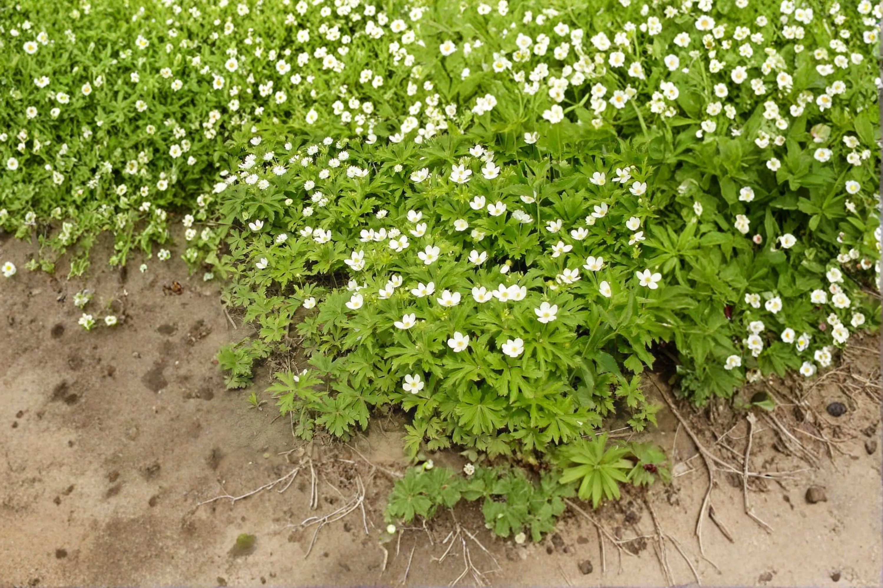 Canada Anemone Seeds - 100 Native Wildflower Seeds, Perennial Groundcover
