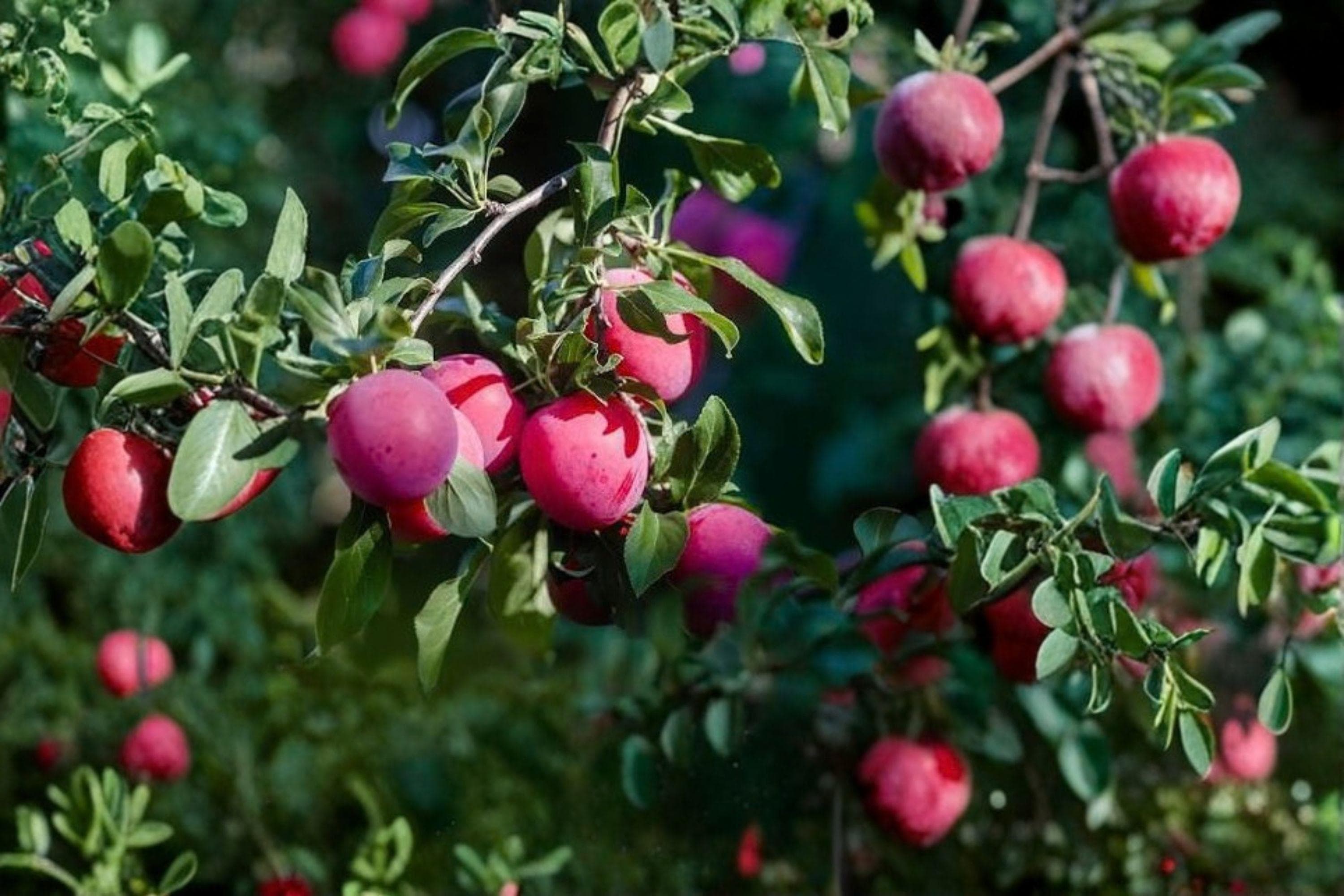 BRUCE Plum Tree – 4–6 Ft Live Plant | Sweet Juicy Fruit Tree