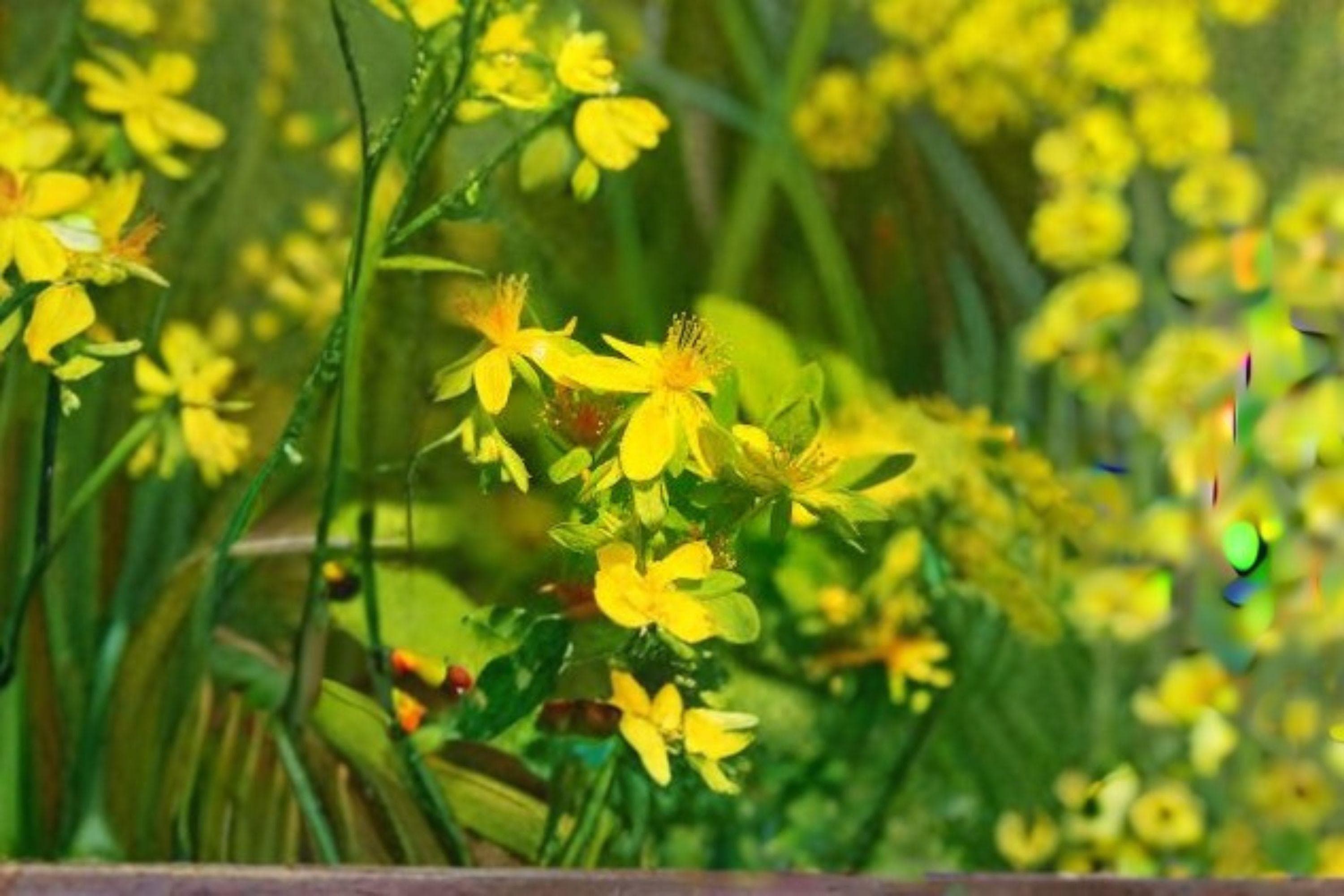 St. John's Wort Seeds – Native Hypericum, Showy Yellow Blooms (500 Seeds) - image 2