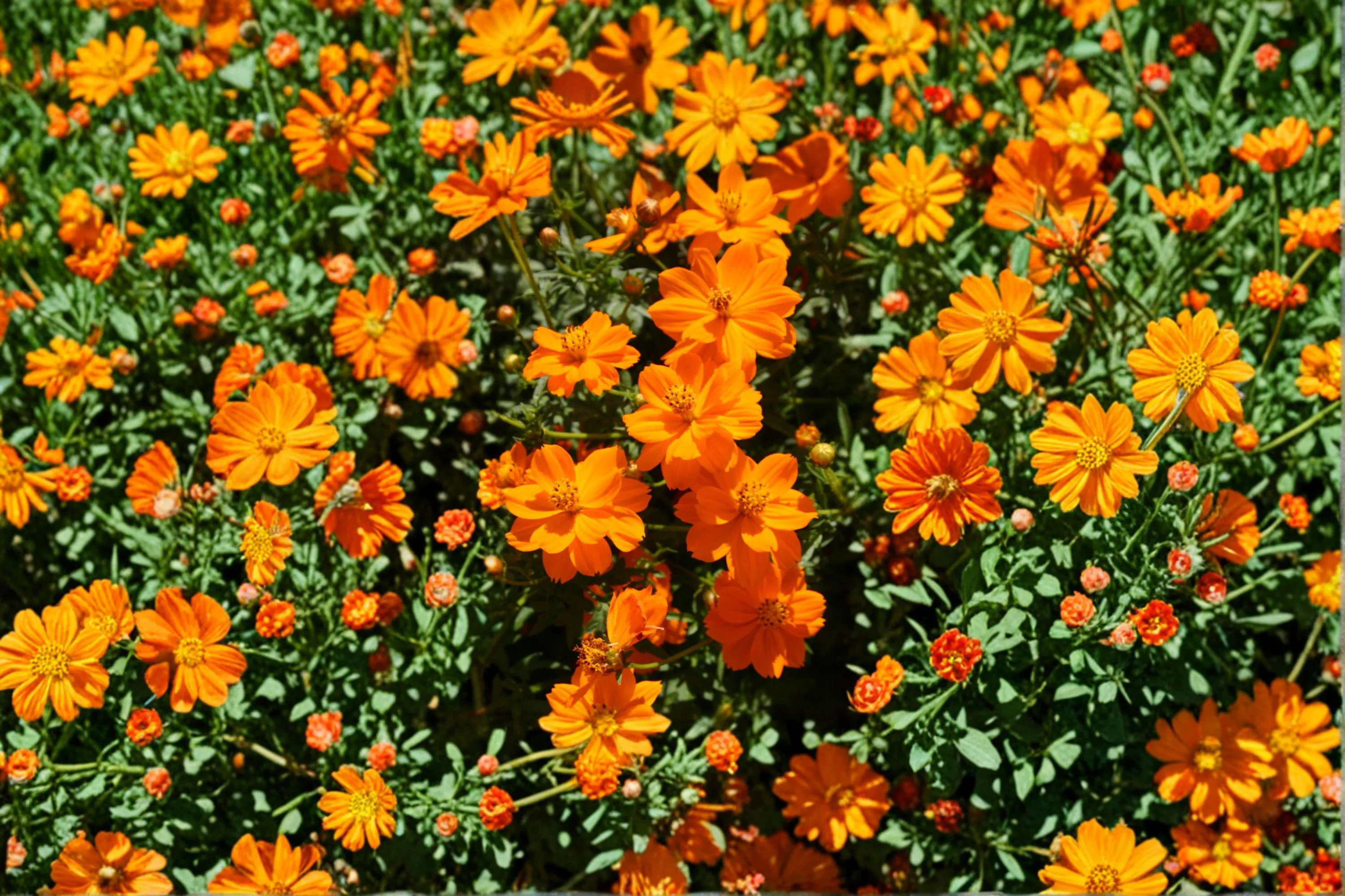 Dwarf Orange Cosmos – Cosmos sulphureus Flower | 100 Seeds | Bright Compact Blooms