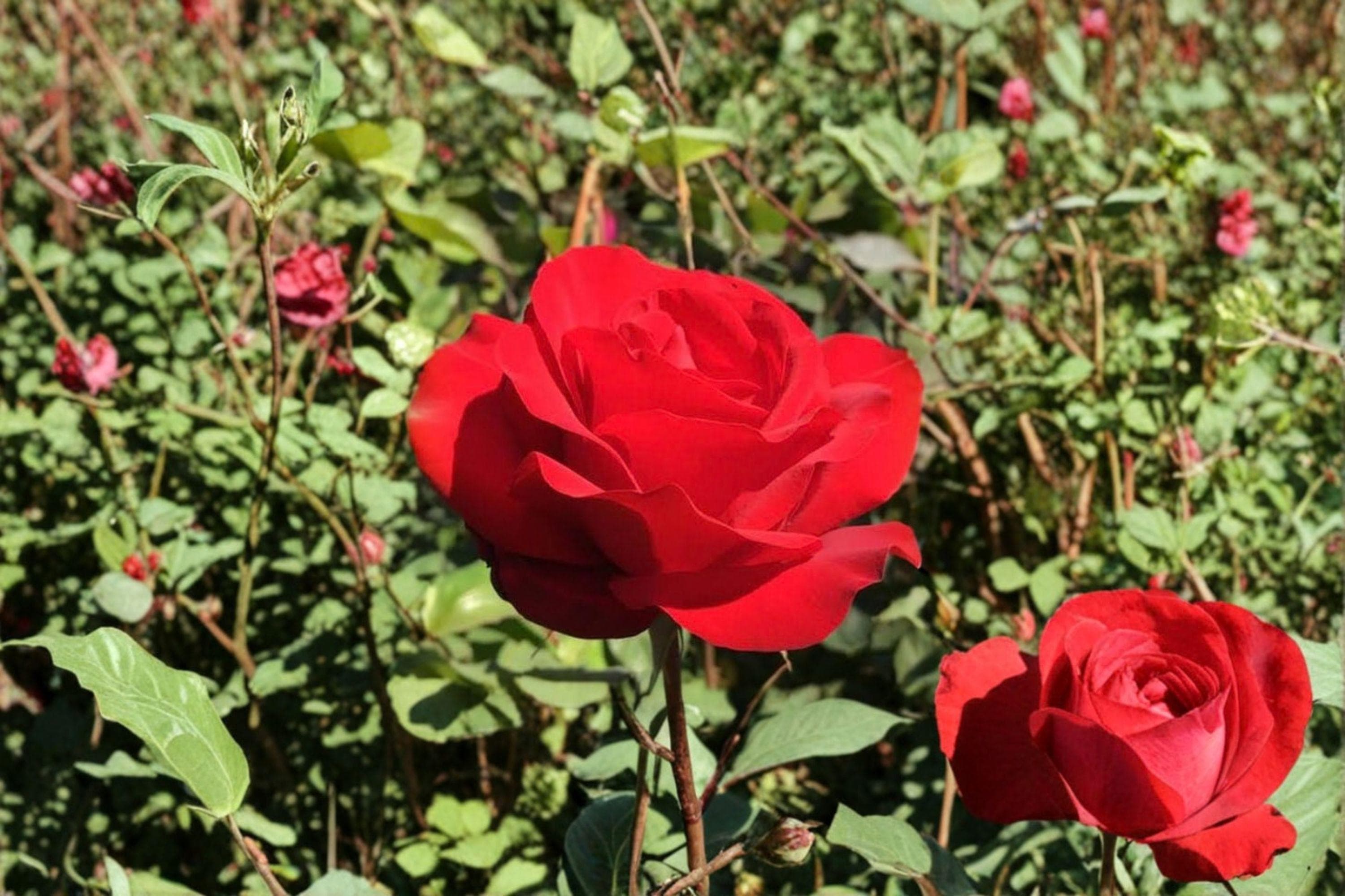 OPENING NIGHT Hybrid Tea Rose – 5 Gal. Live Plant | Large Rich Red Blooms - image 3