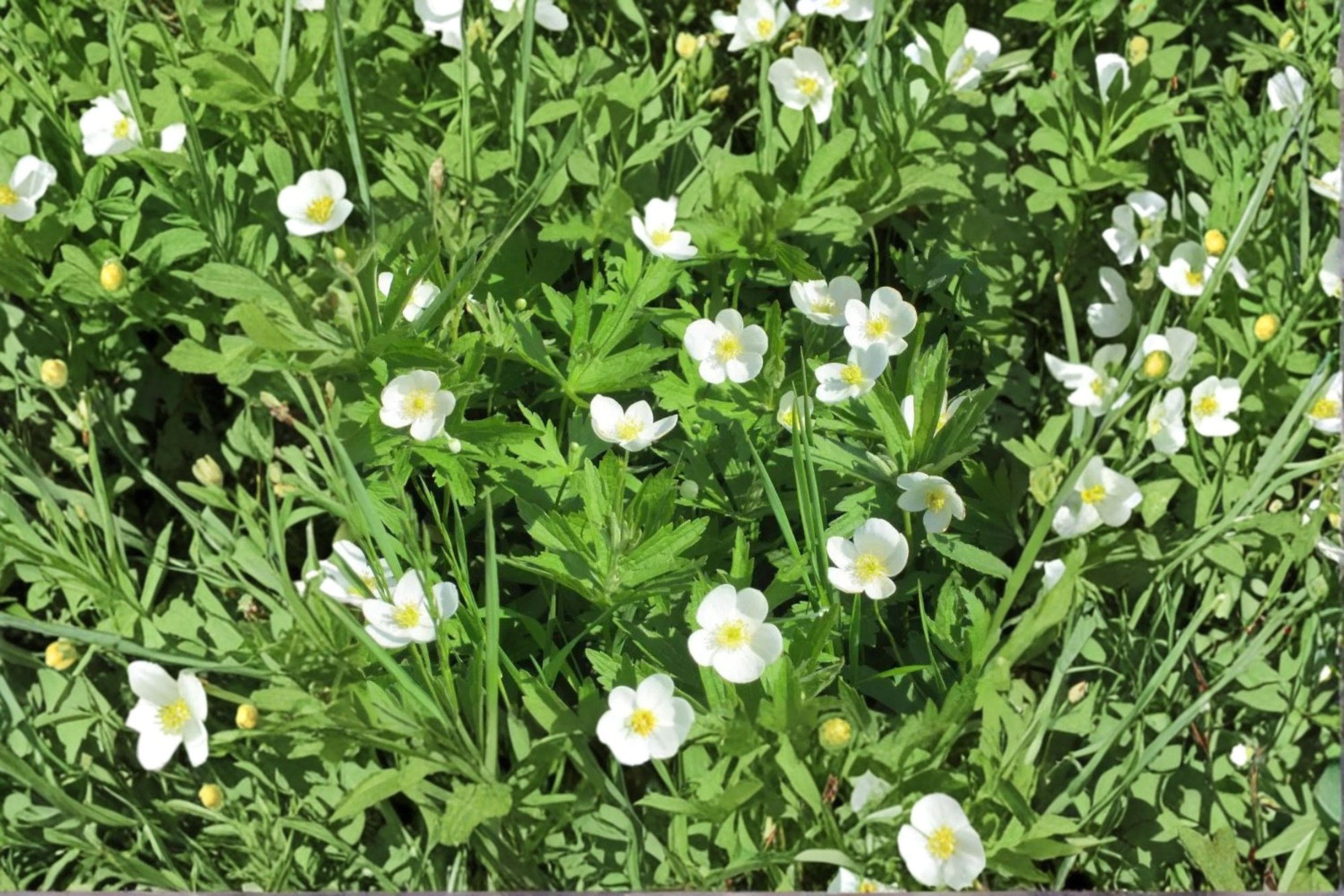 Canada Anemone Seeds - 100 Native Wildflower Seeds, Perennial Groundcover - image 4