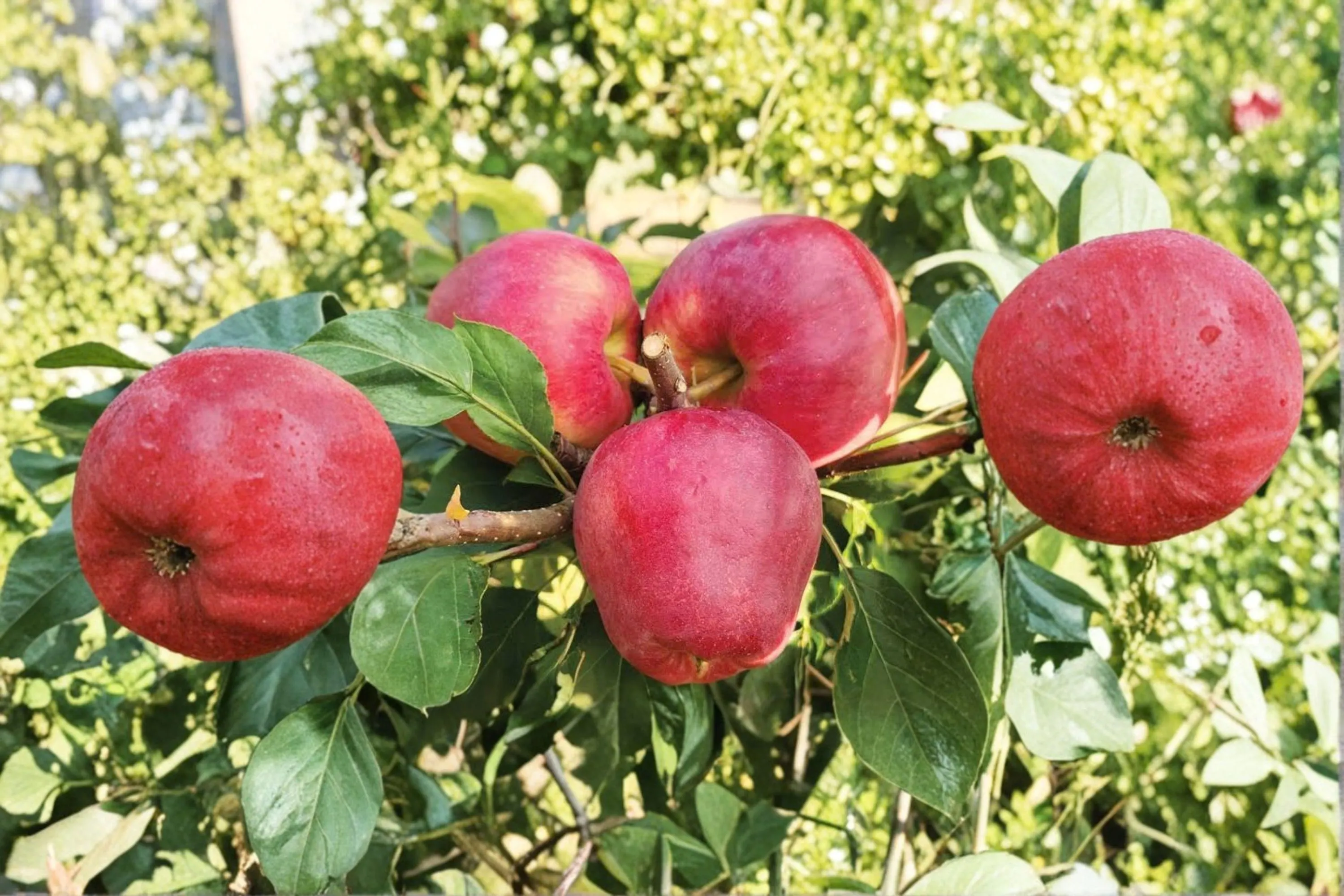 MOLLIES DELICIOUS Apple Tree – 4–6 Ft Live Plant | Sweet Juicy Fruit Tree - image 4