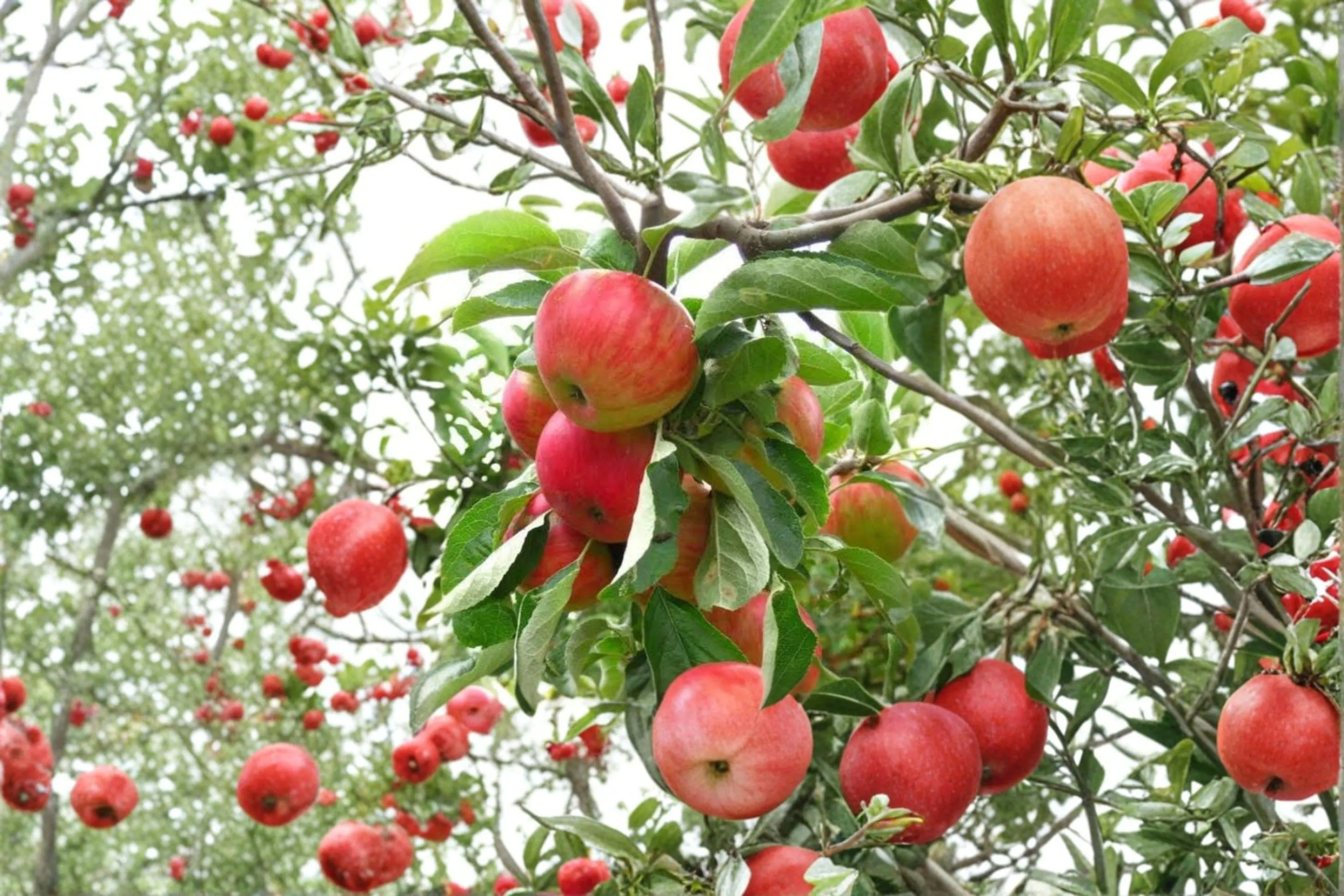 GALA Apple Tree – 4–6 Ft Live Plant | Crisp Juicy Fruit Tree for Home Orchard - image 3