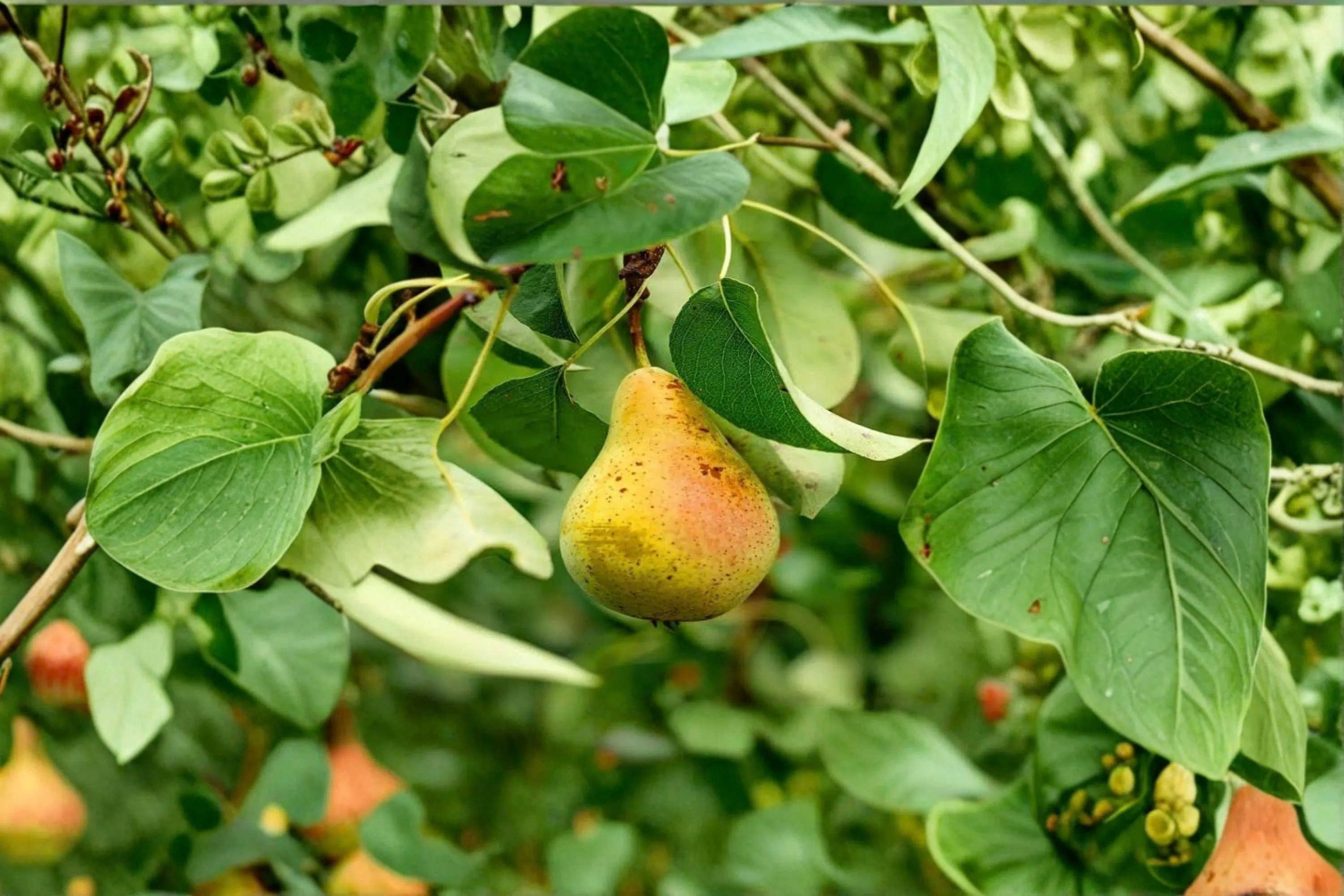 ORIENT Pear Tree – 8–9 Ft Live Plant | Sweet Juicy Fruit Tree for Orchard - image 3