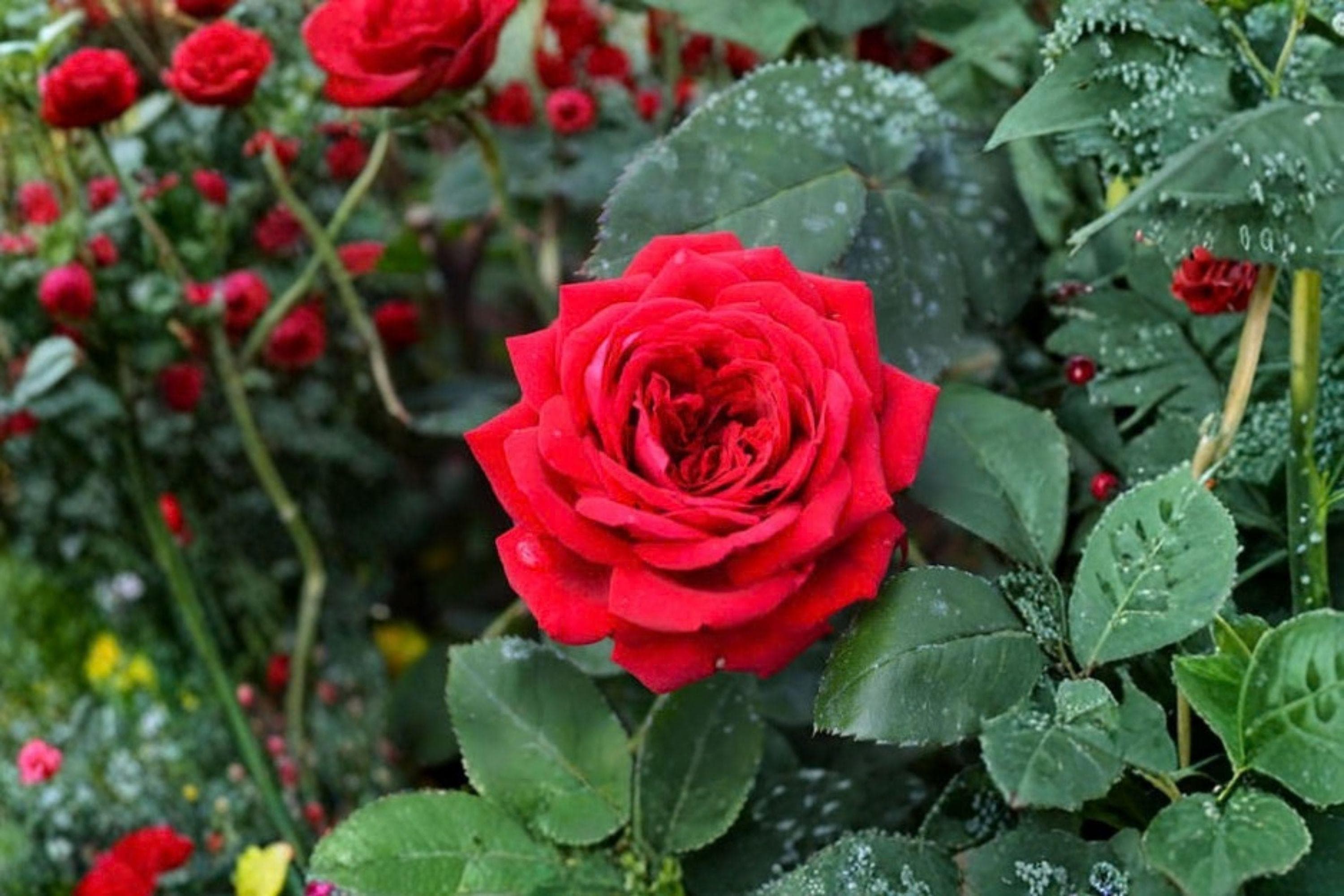 OPENING NIGHT Hybrid Tea Rose – 5 Gal. Live Plant | Large Rich Red Blooms