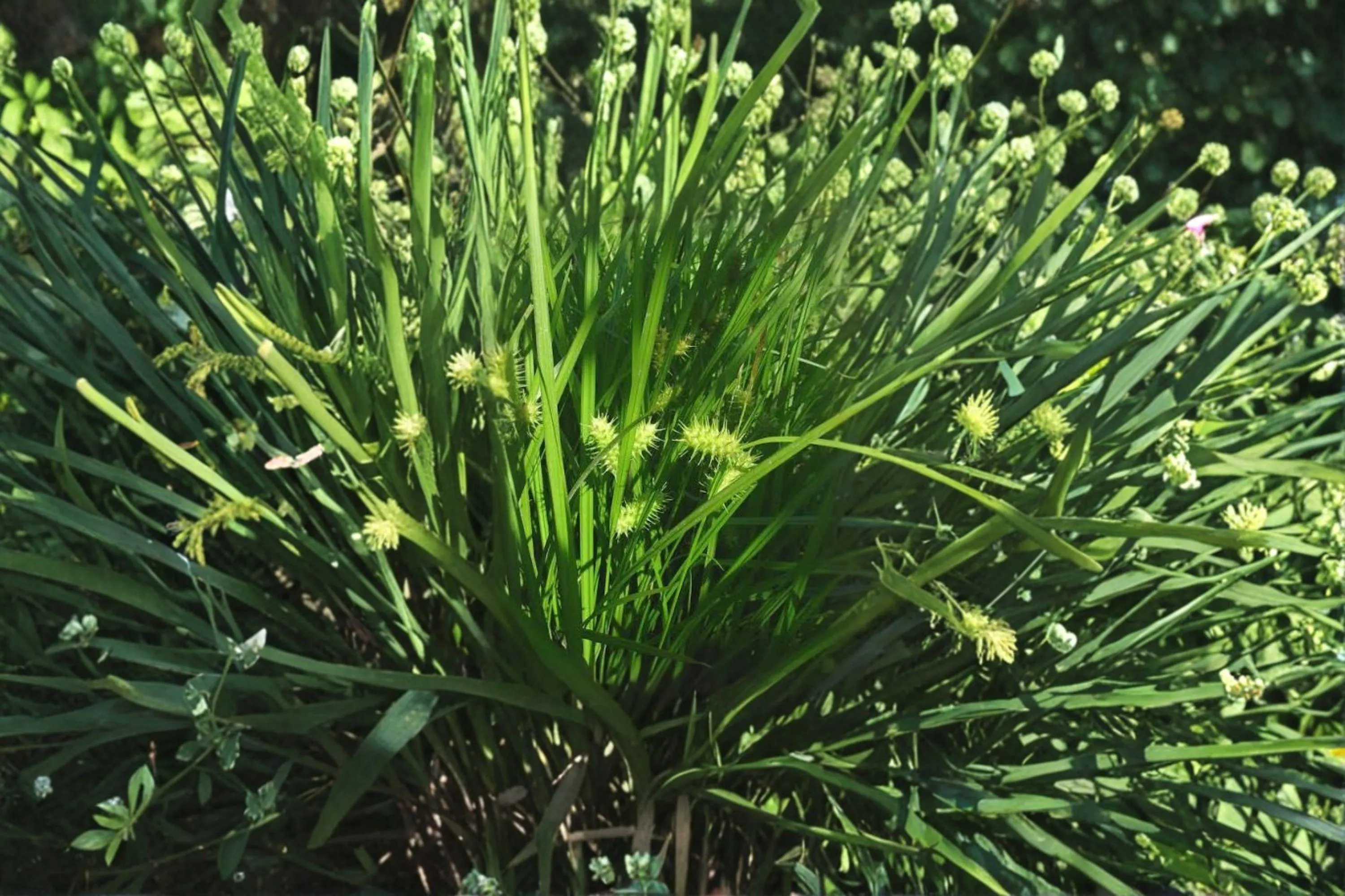 Lurid Sedge – Carex lurida | 100 Seeds | Native Wetland Sedge | Rain Garden & Pond Edge Plant
