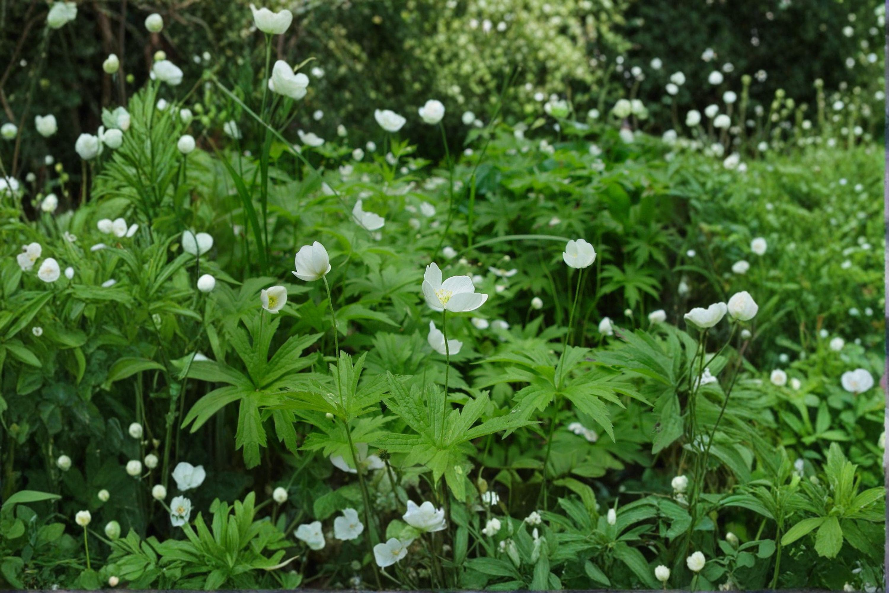 Canada Anemone Seeds - 100 Native Wildflower Seeds, Perennial Groundcover - image 3