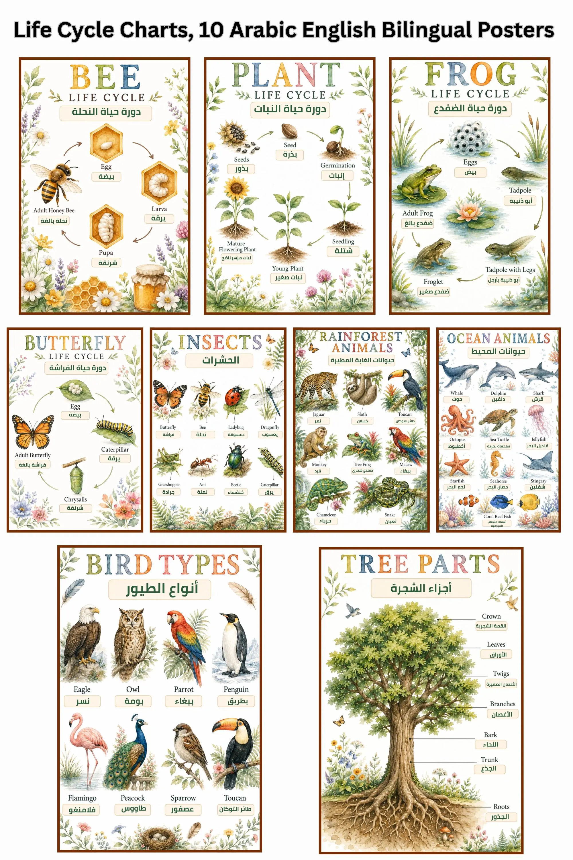 Preschool Science & Nature Life Cycle Charts, 10 Arabic English Bilingual Posters