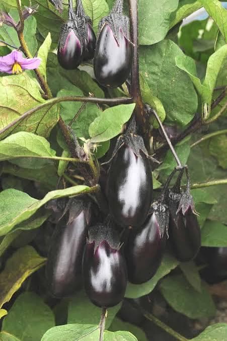 Patio Baby Eggplant,25 Seeds, Compact Hybrid, Early Maturing, Mini Purple Fruit. - image 4