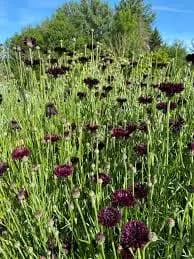 Bachelor Button Boy Black, 25 seeds, Centaurea cyanus. Heirloom Maroon Black Flowers. - image 4