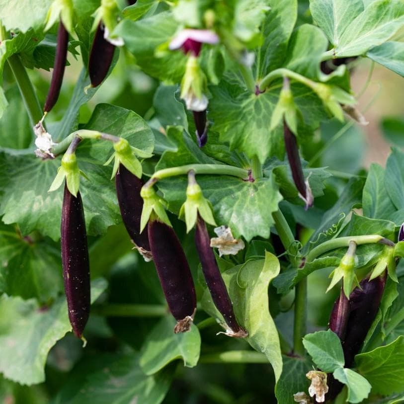 Royal Snap Peas, 25 seeds, purple snap, sweet, crisp, delicious, VP106 - image 3