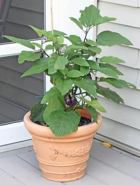Patio Baby Eggplant,25 Seeds, Compact Hybrid, Early Maturing, Mini Purple Fruit.