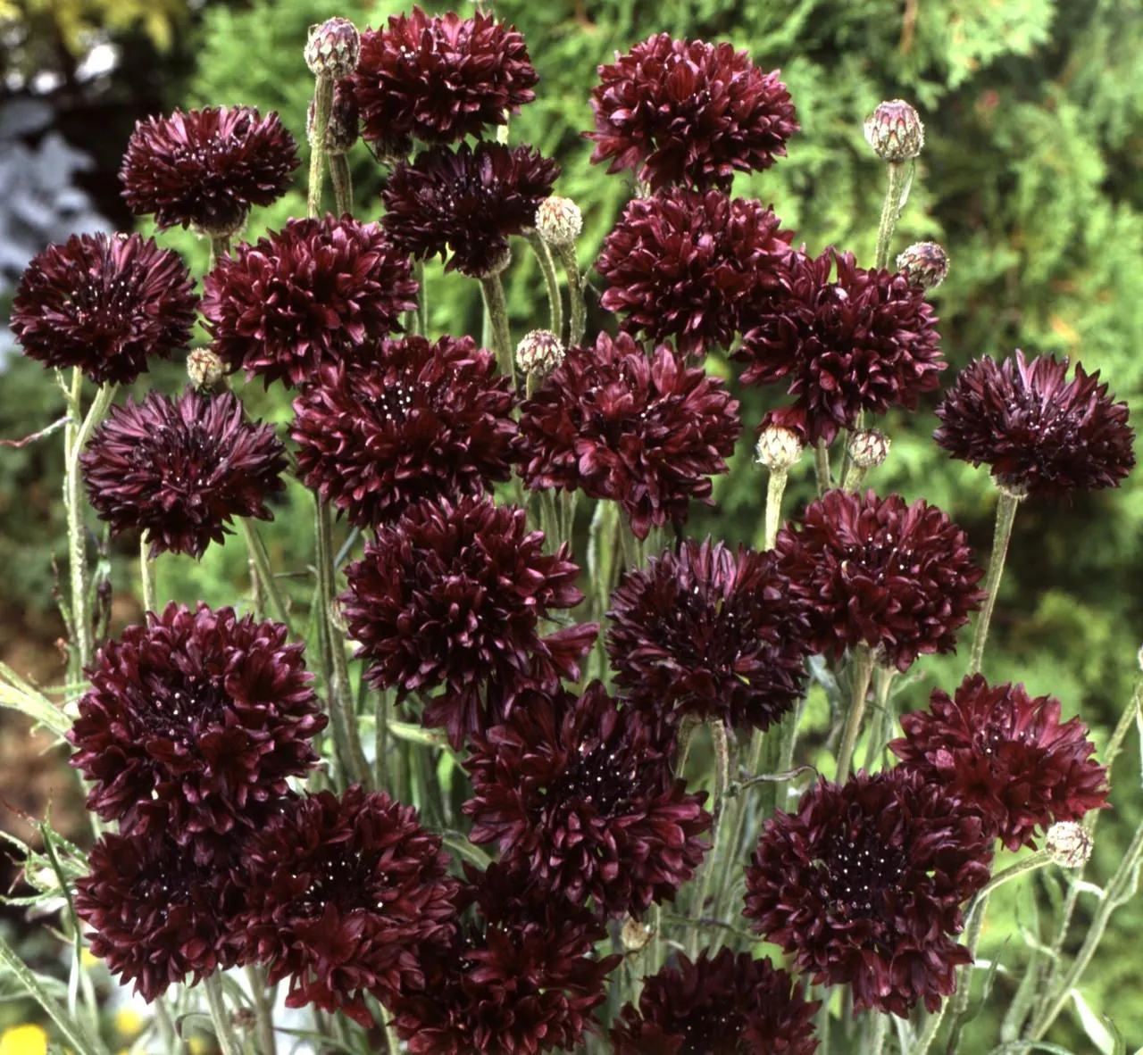 Bachelor Button Boy Black, 25 seeds, Centaurea cyanus. Heirloom Maroon Black Flowers. - image 3