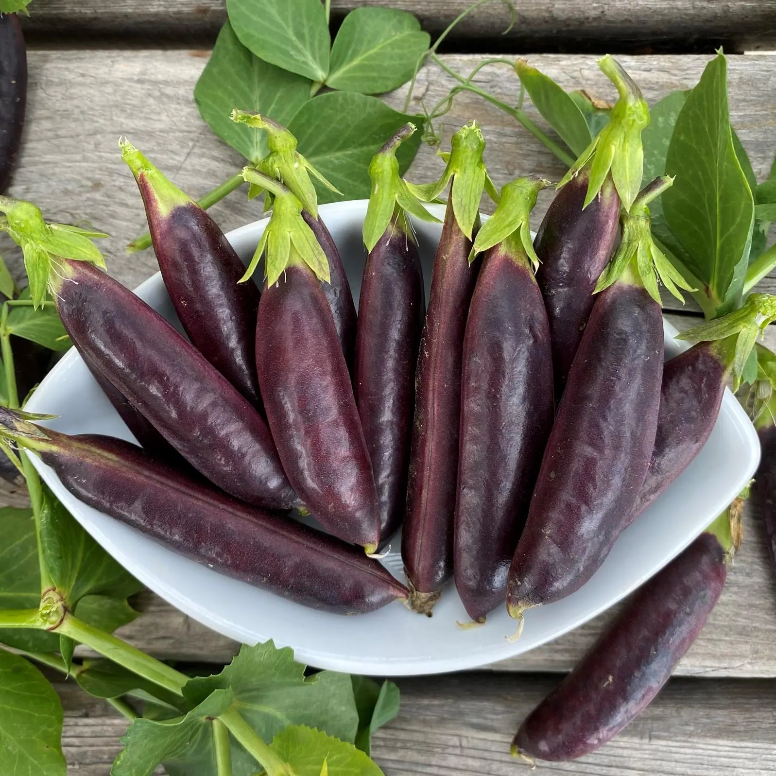 Royal Snap Peas, 25 seeds, purple snap, sweet, crisp, delicious, VP106