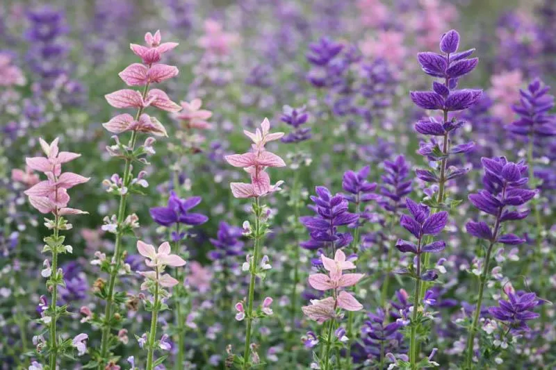 Clary Sage Tricolor Mix Seeds, Use Fresh or Dried, Deep Colors. Attracts Pollinators.