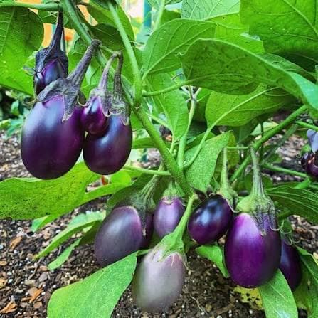 Patio Baby Eggplant,25 Seeds, Compact Hybrid, Early Maturing, Mini Purple Fruit. - image 3