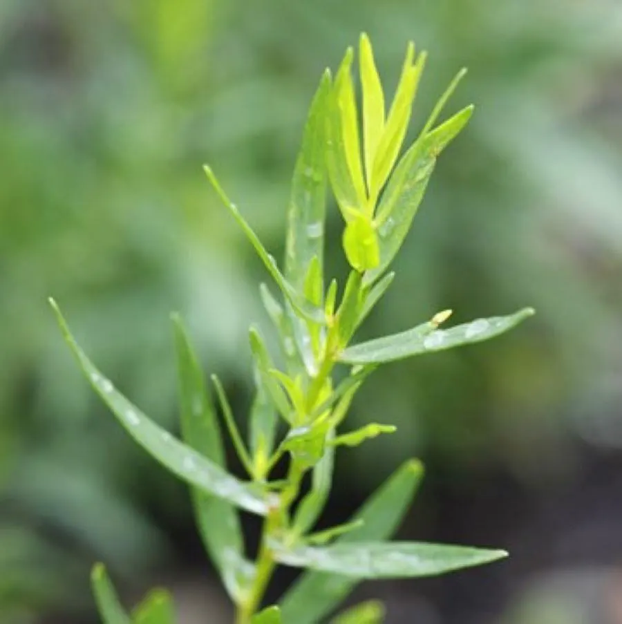 French Tarragon, Artemesia dracunculus, 200 Seeds. Premium Culinary Herb. Perennial. - image 4