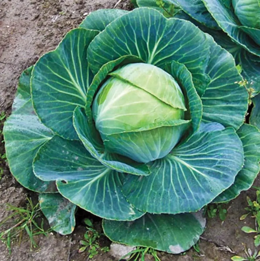 Fast Vantage Cabbage, 25 Seeds, Hybrid, Early Season, Early Maturing Heads